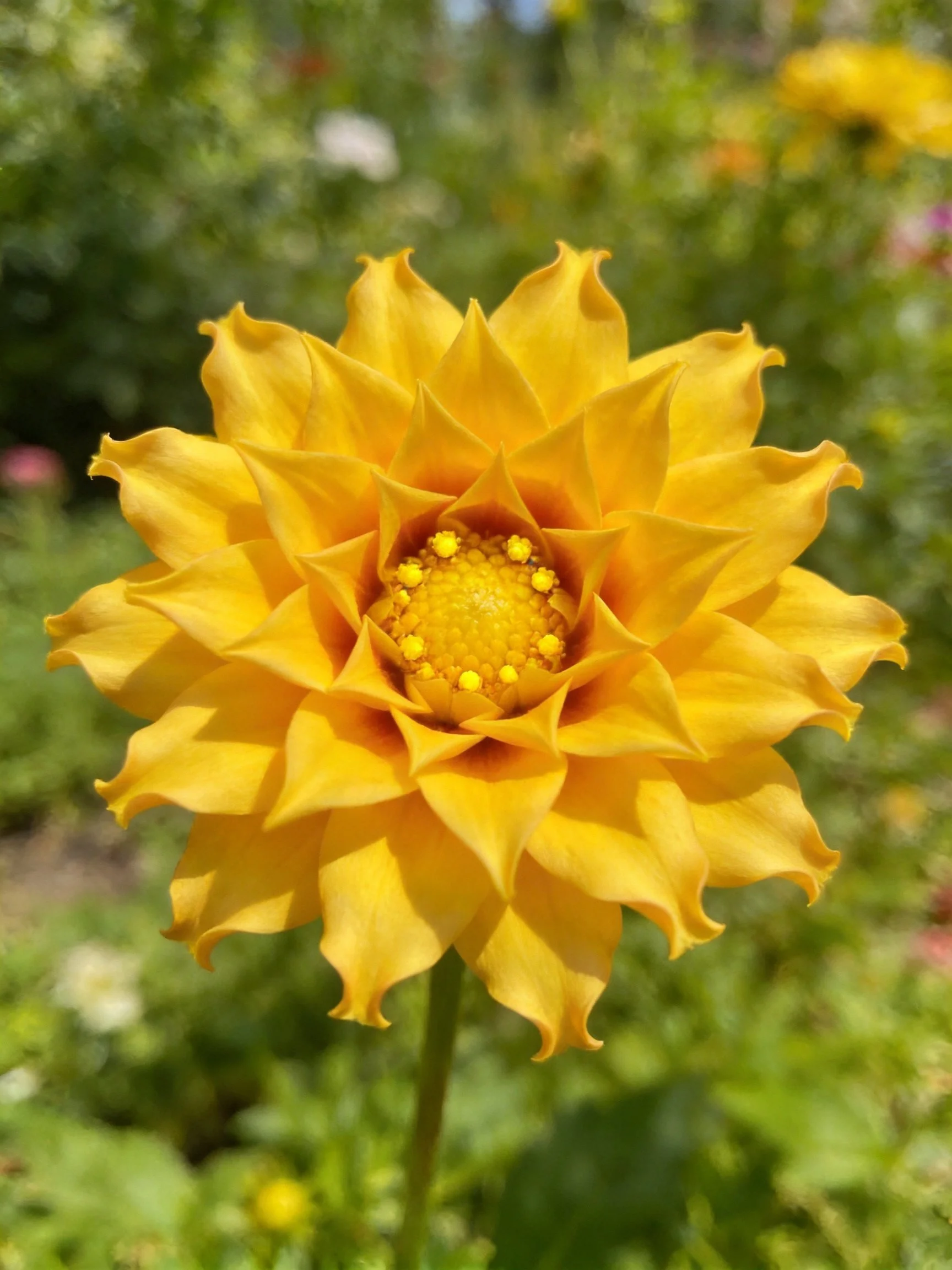 Vibrant yellow dahlia with layered petals and central disc