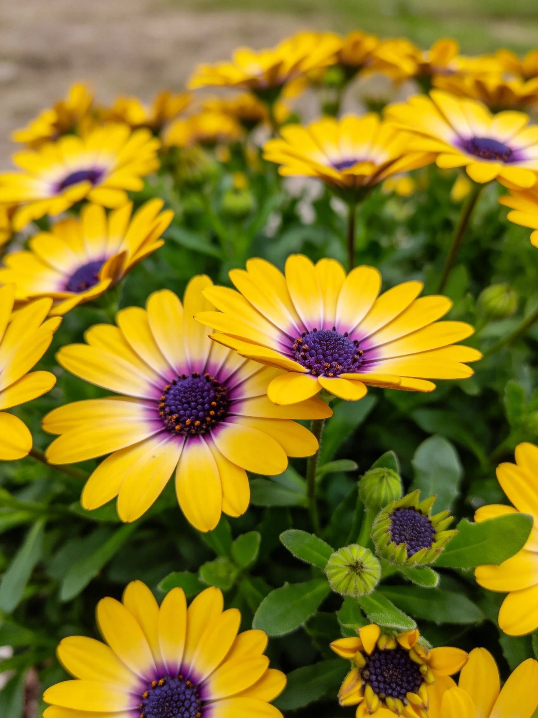 Vibrant yellow daisies with purple centers amid lush green foliage