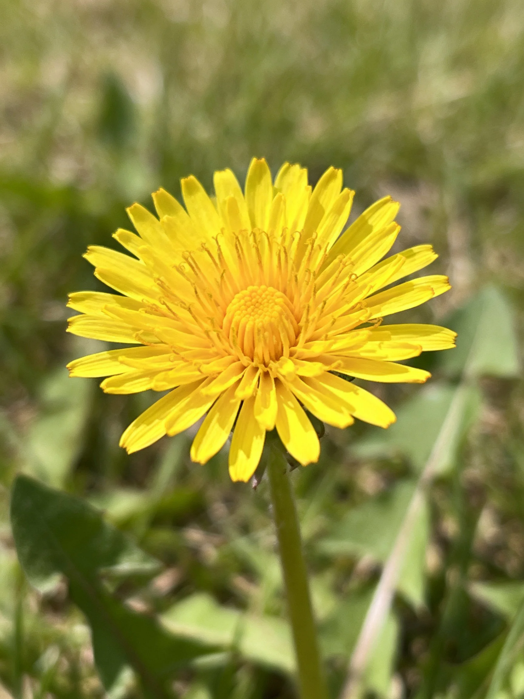 Vibrant yellow dandelion blooms amid green foliage