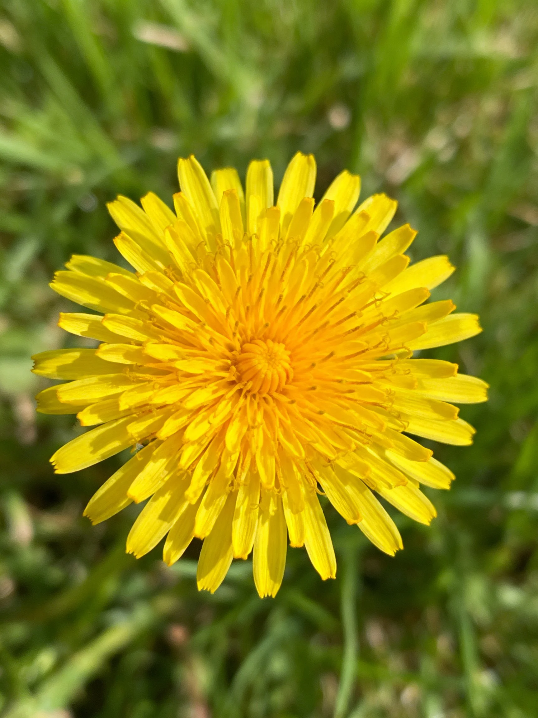 Vibrant yellow dandelion flower amidst lush green grass
