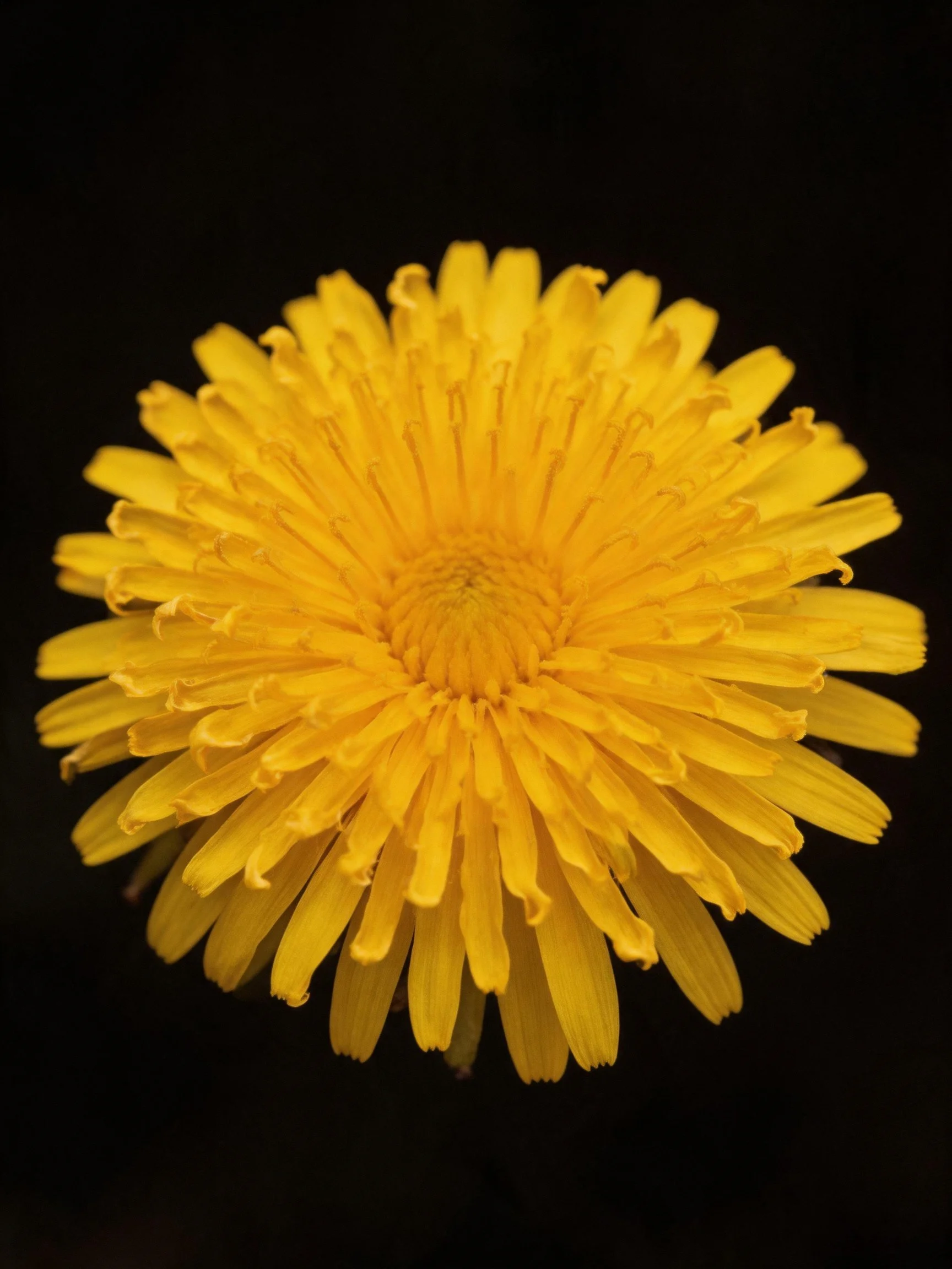 Vibrant yellow dandelion flower centered on a black background