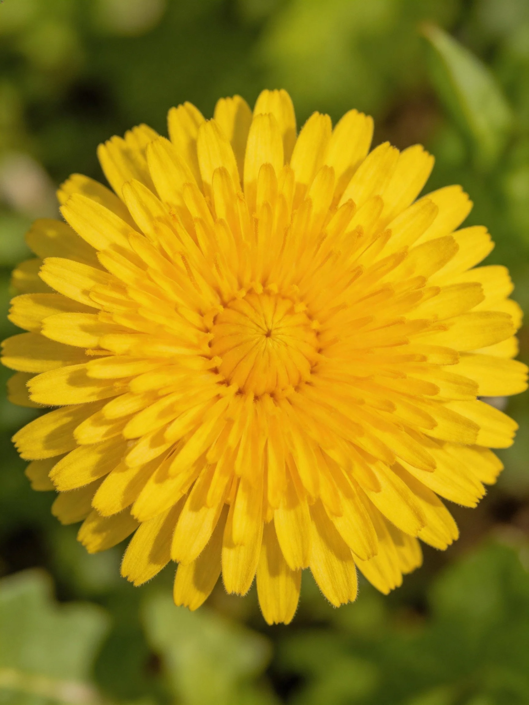Vibrant yellow dandelion flower with numerous layered petals