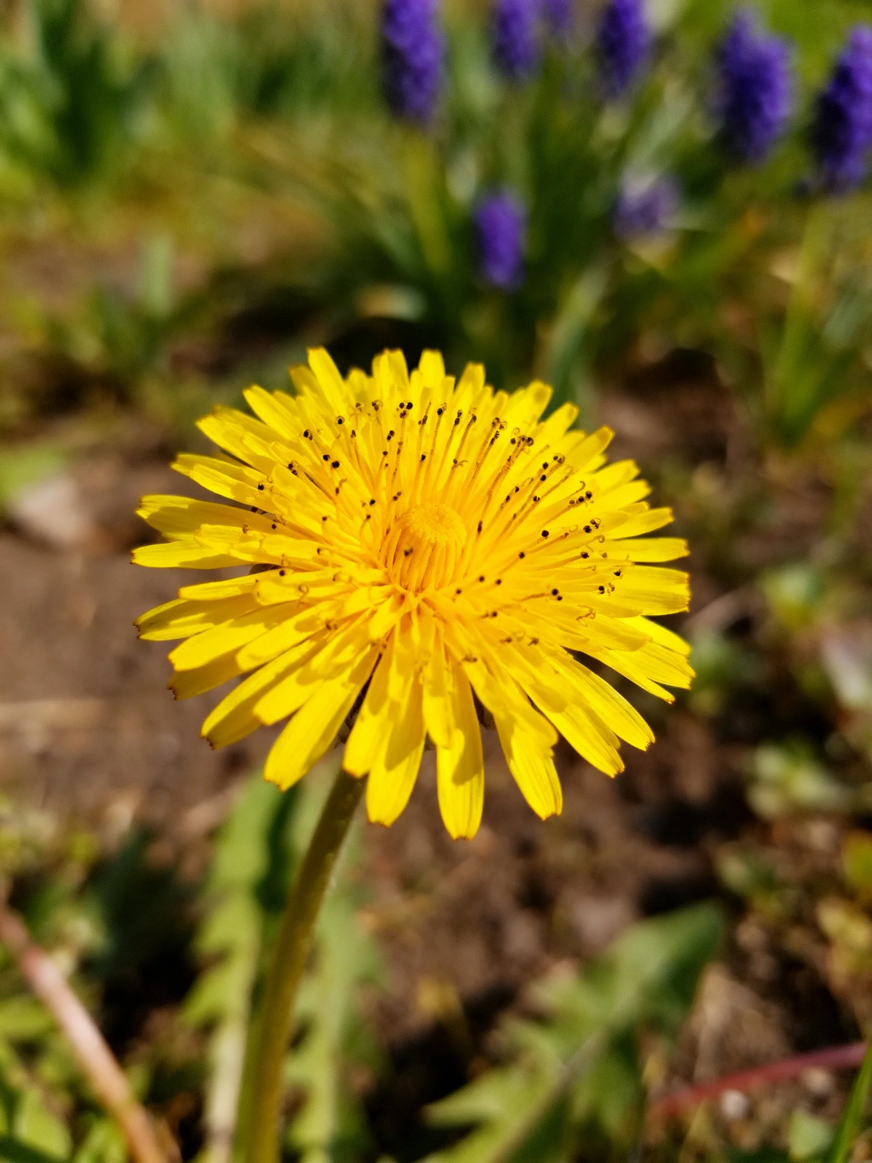 Vibrant yellow dandelion flower with purple blooms in natural setting