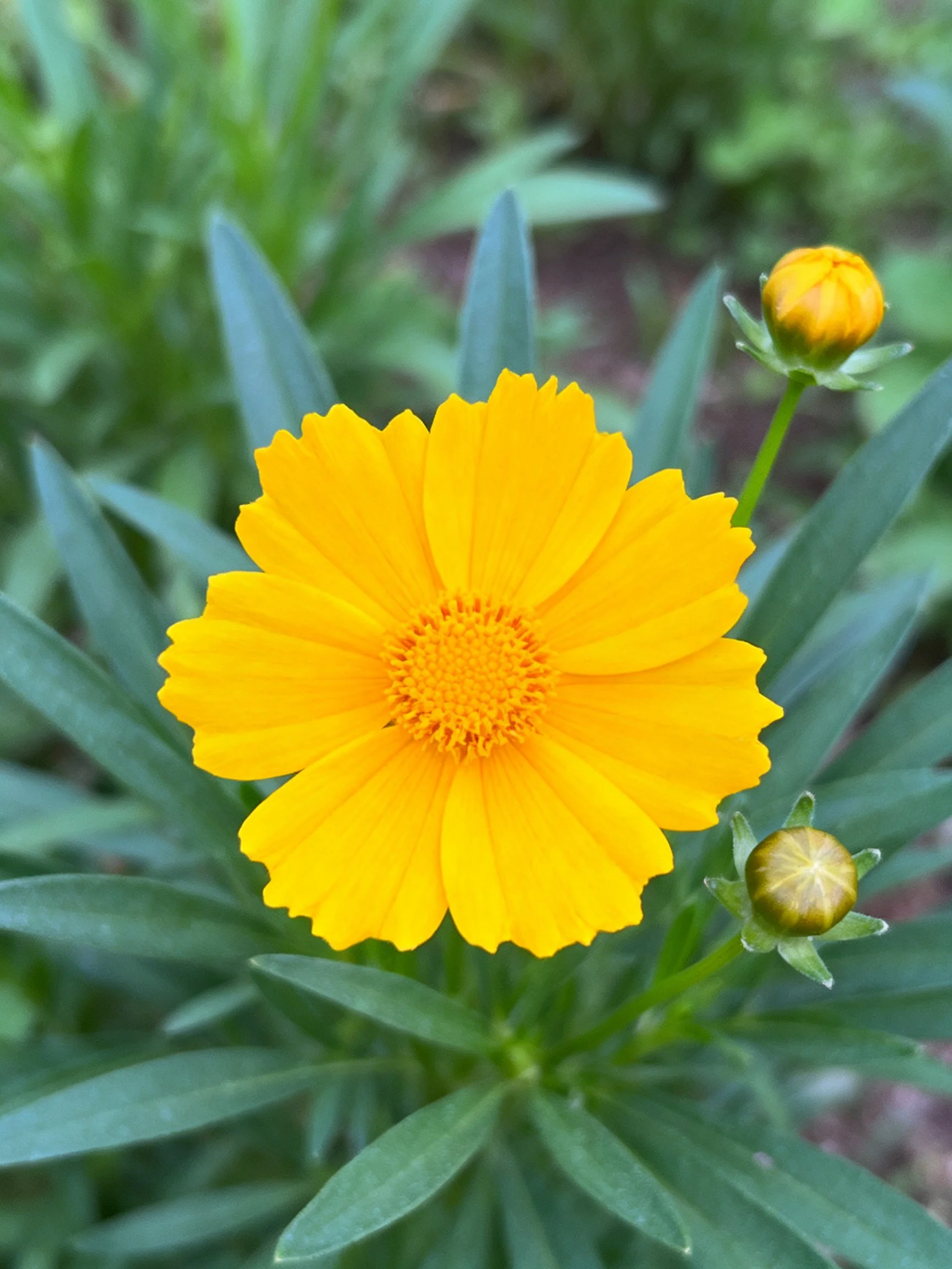 Vibrant yellow flower blooms amid green foliage with two unopened buds