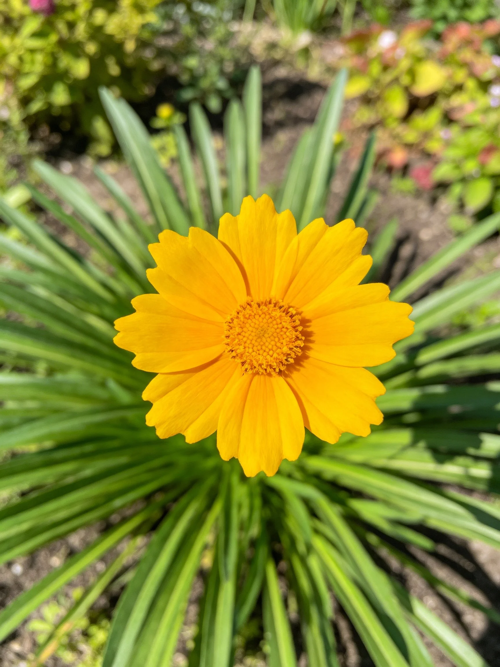 Vibrant yellow flower centered amid slender green leaves