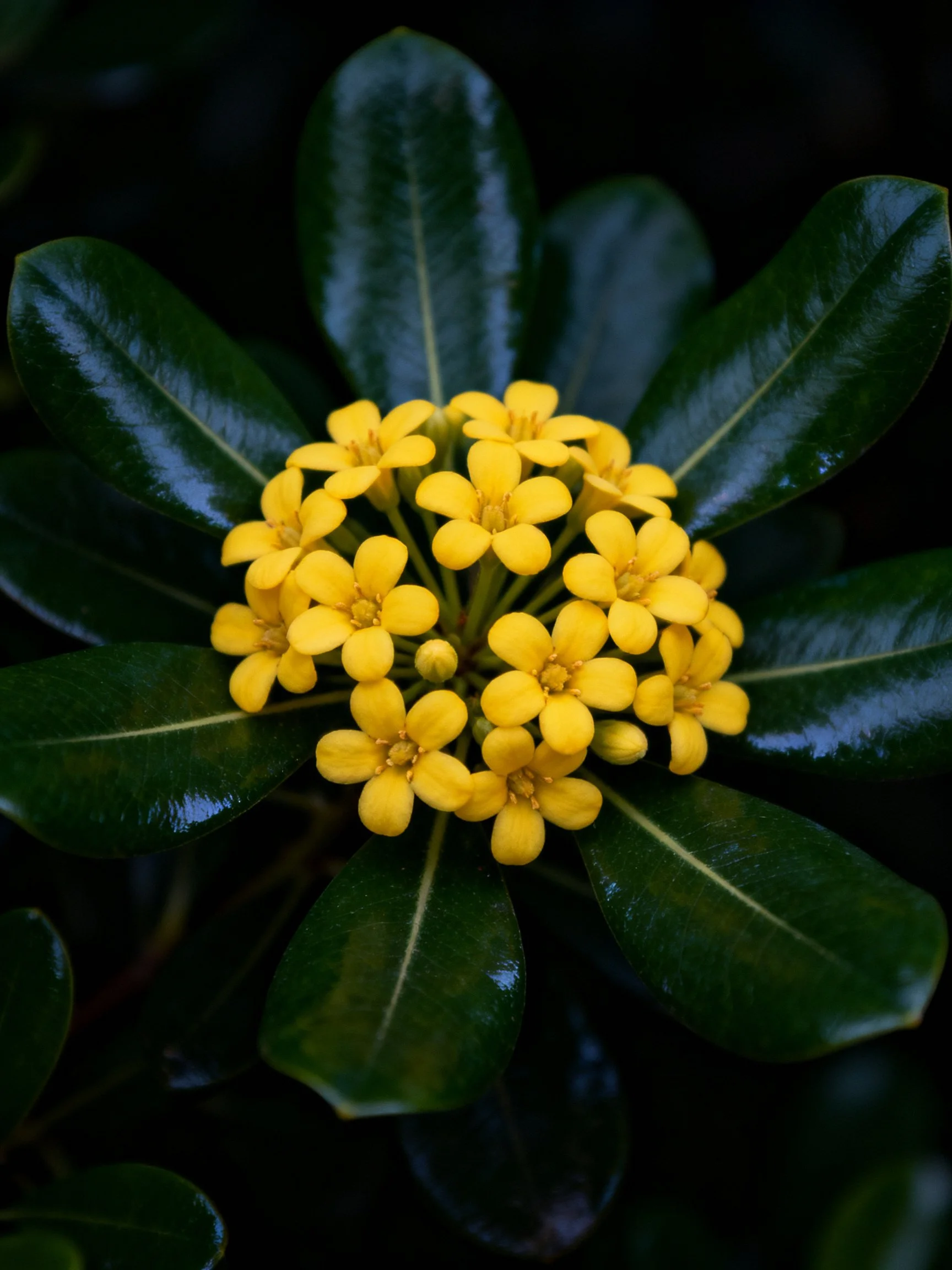 Vibrant yellow flower cluster with glossy dark green leaves