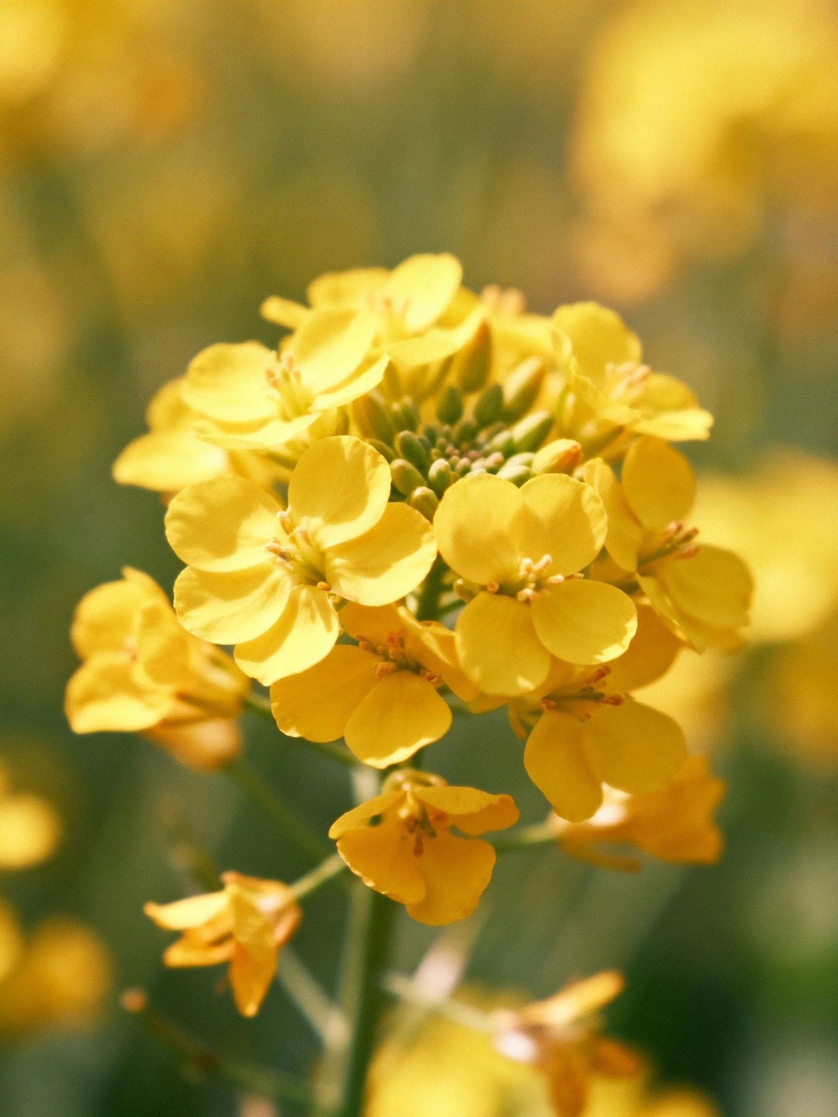 Close - up of a vibrant yellow flower cluster with a soft green blurred background.
