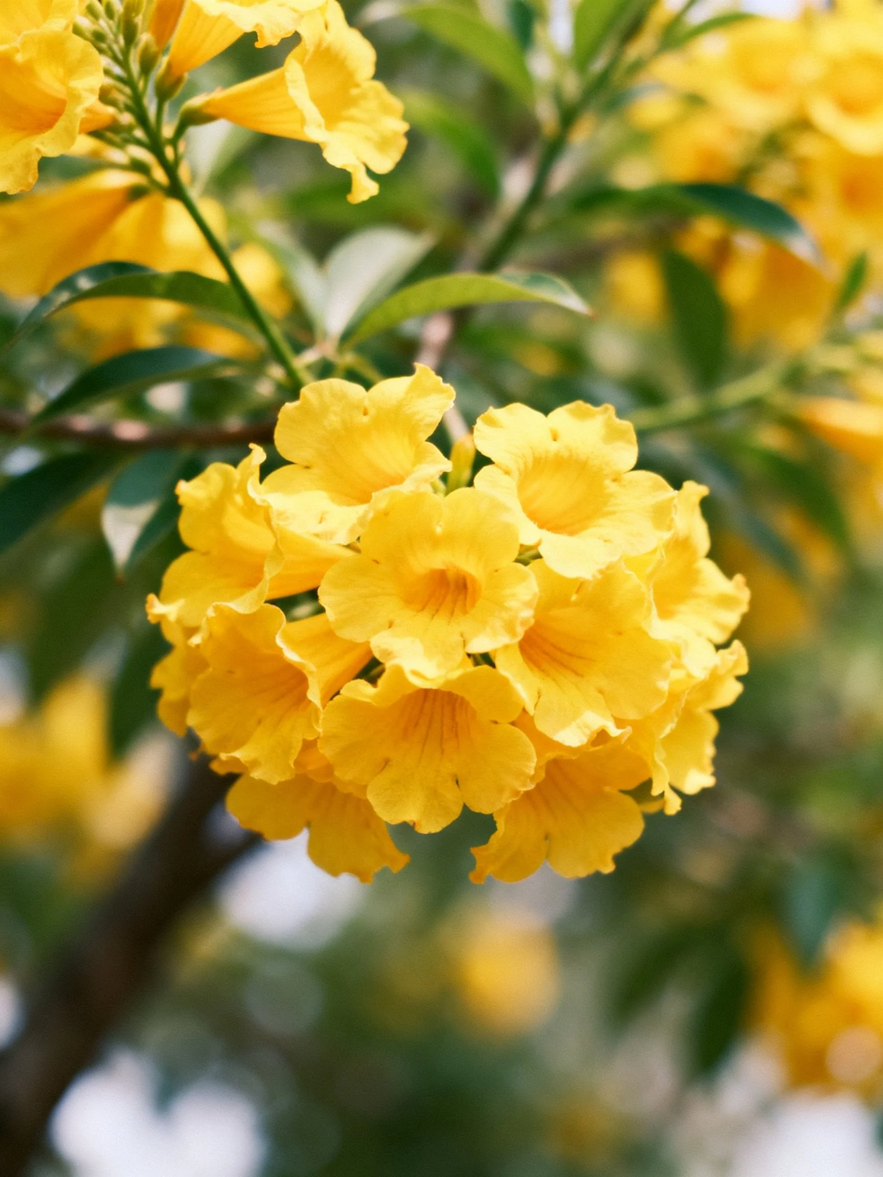 Vibrant yellow flower clusters with glossy green foliage