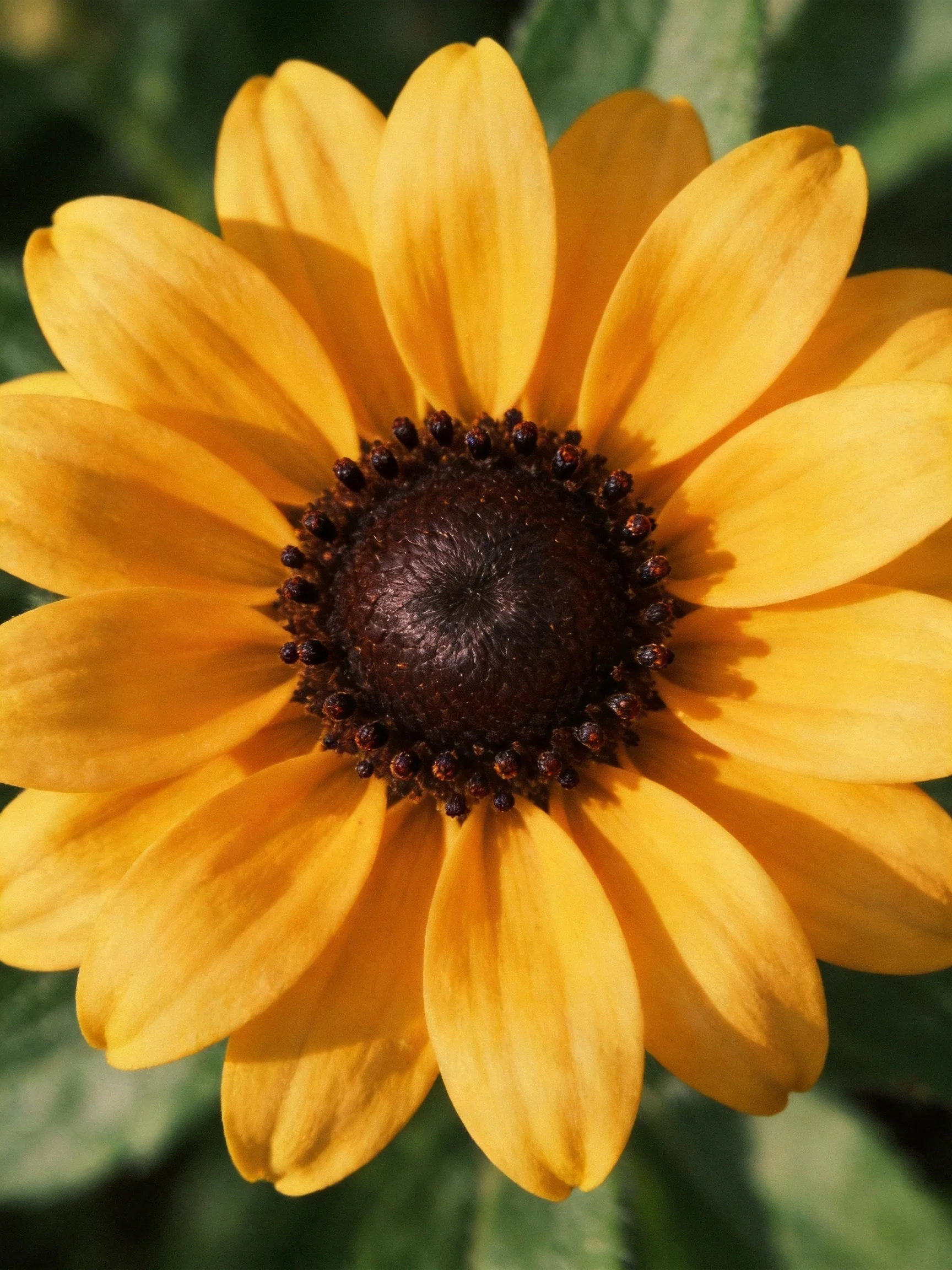 Vibrant yellow flower featuring a dark brown central disk.