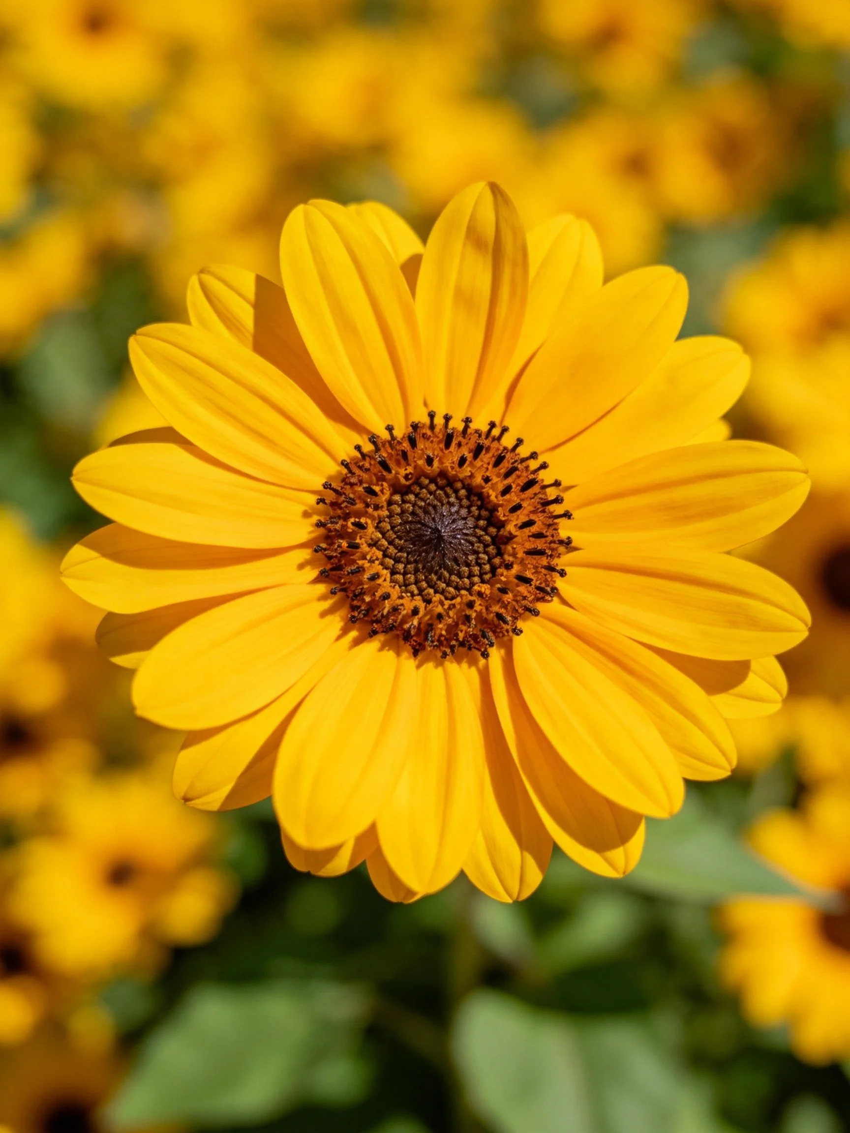 Vibrant yellow flower with dark brown center amid blurred blooms