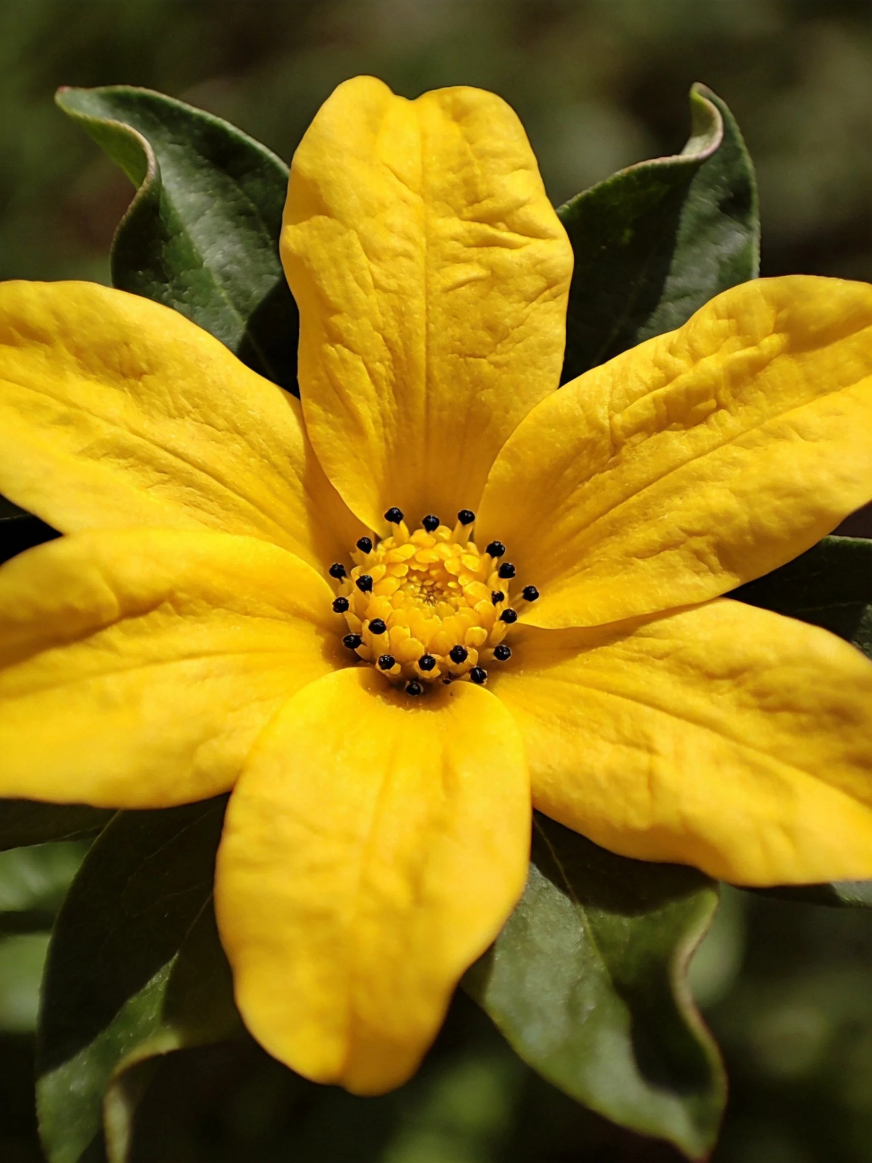 Vibrant yellow flower with dark centers and green foliage