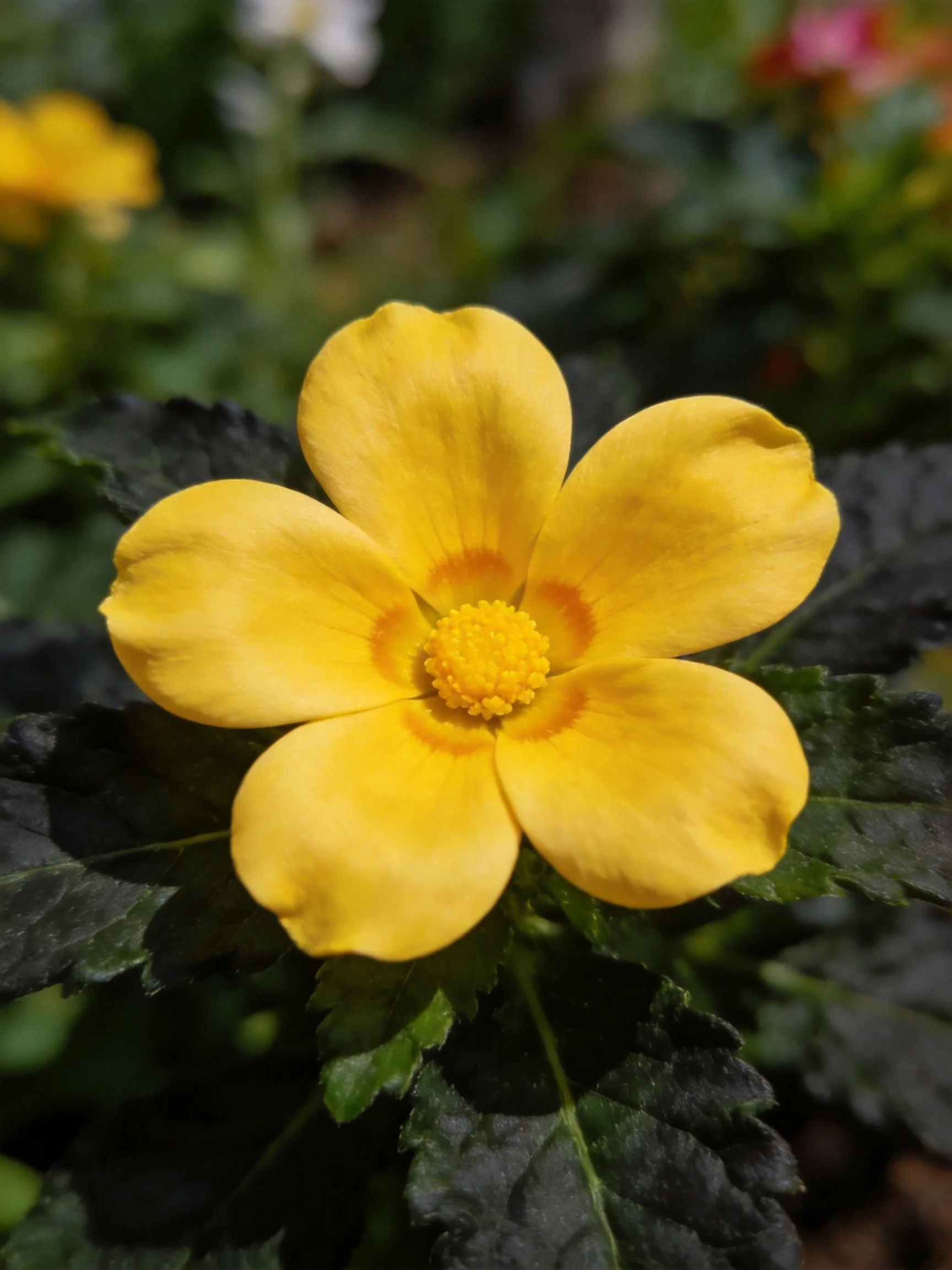 Vibrant yellow flower with five petals among dark green foliage