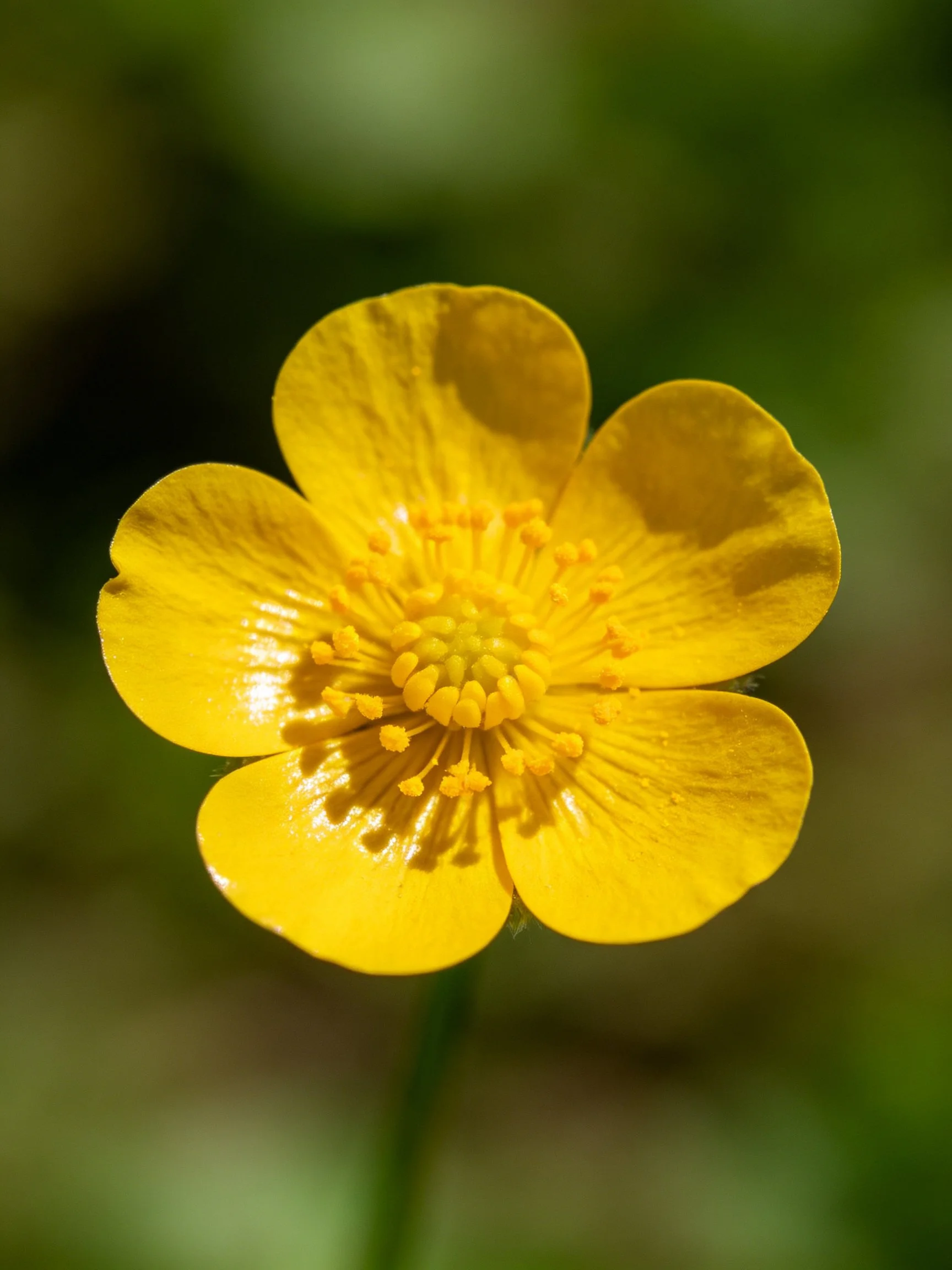 Vibrant yellow flower with five petals, sharp focus on center