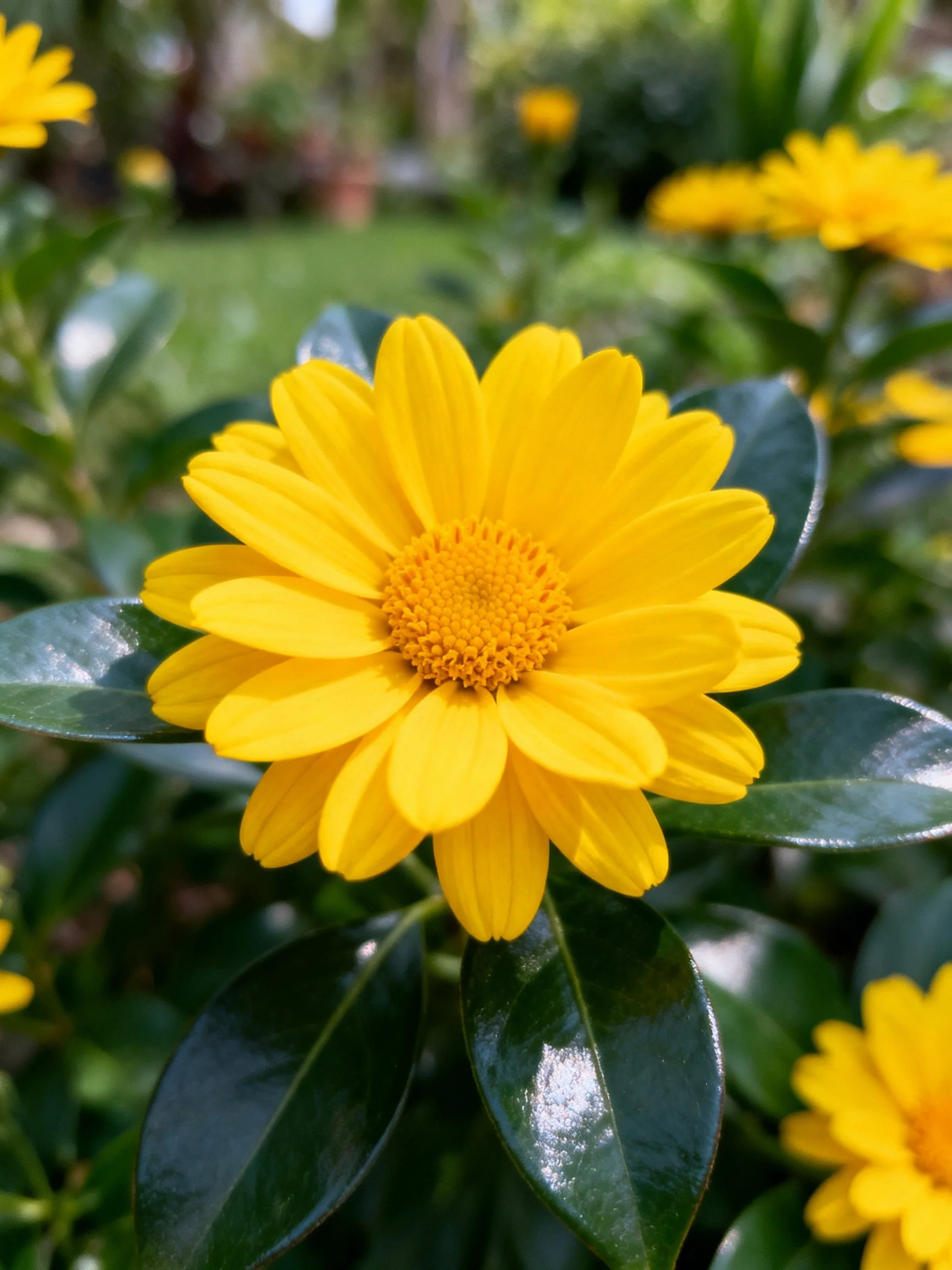 Vibrant yellow flower with glossy dark green leaves amid other blooms