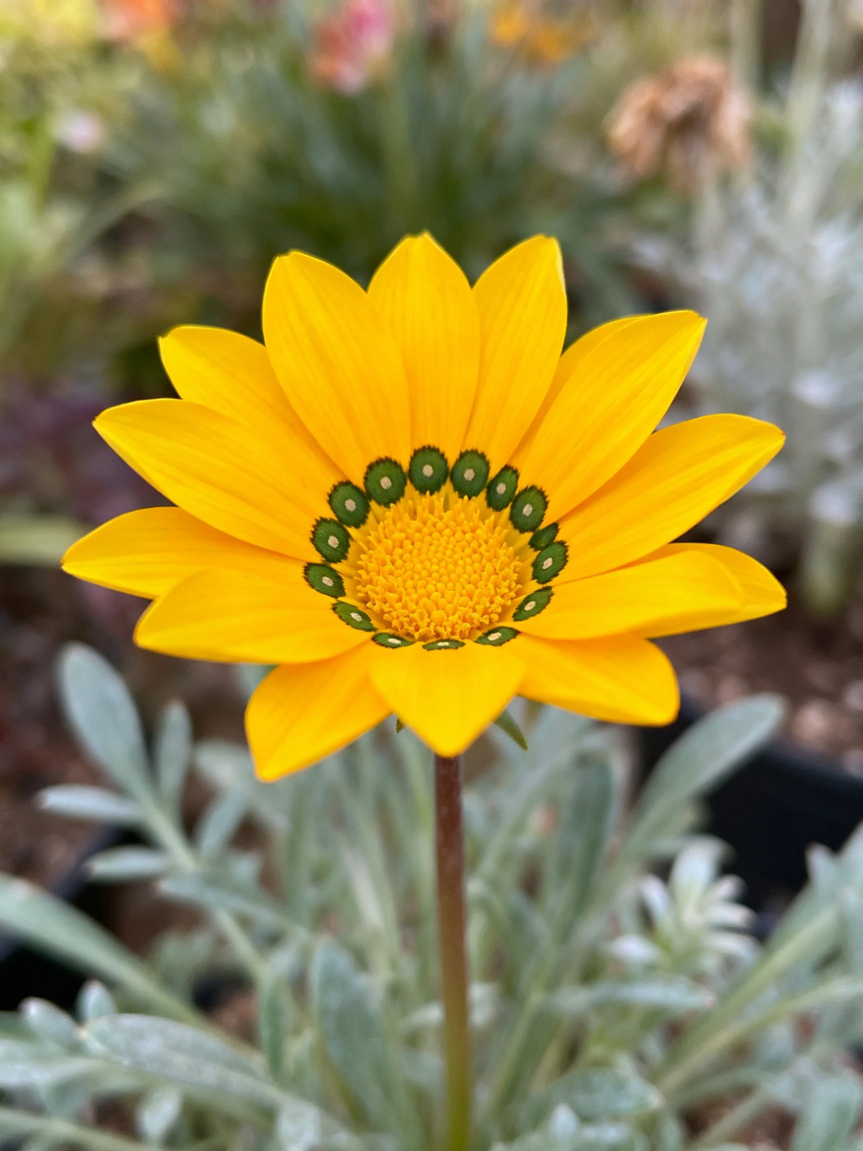 Vibrant yellow flower with green central ring amid silvery foliage