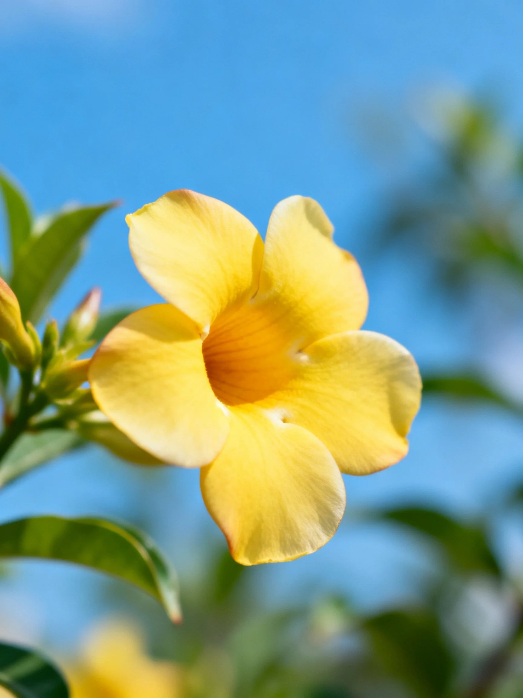 Vibrant yellow flower with green foliage under clear blue sky