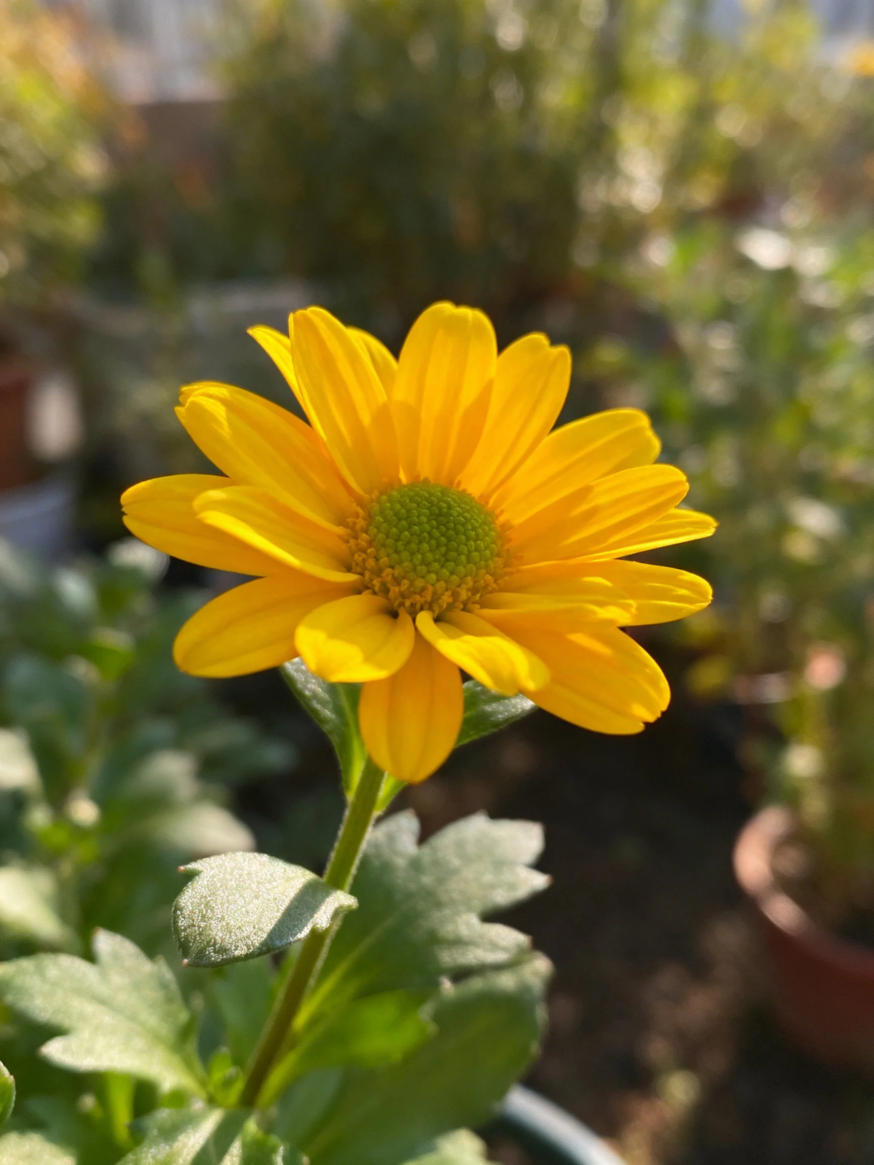 Vibrant yellow flower with green leaves amid potted plants