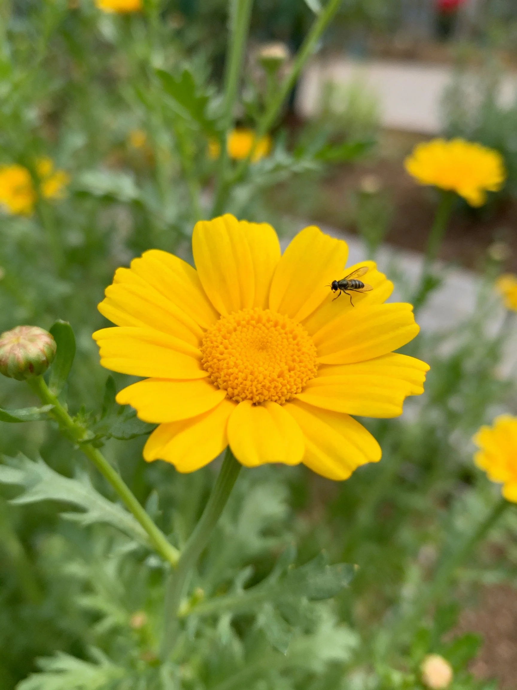 Vibrant yellow flower with insect, surrounded by green foliage