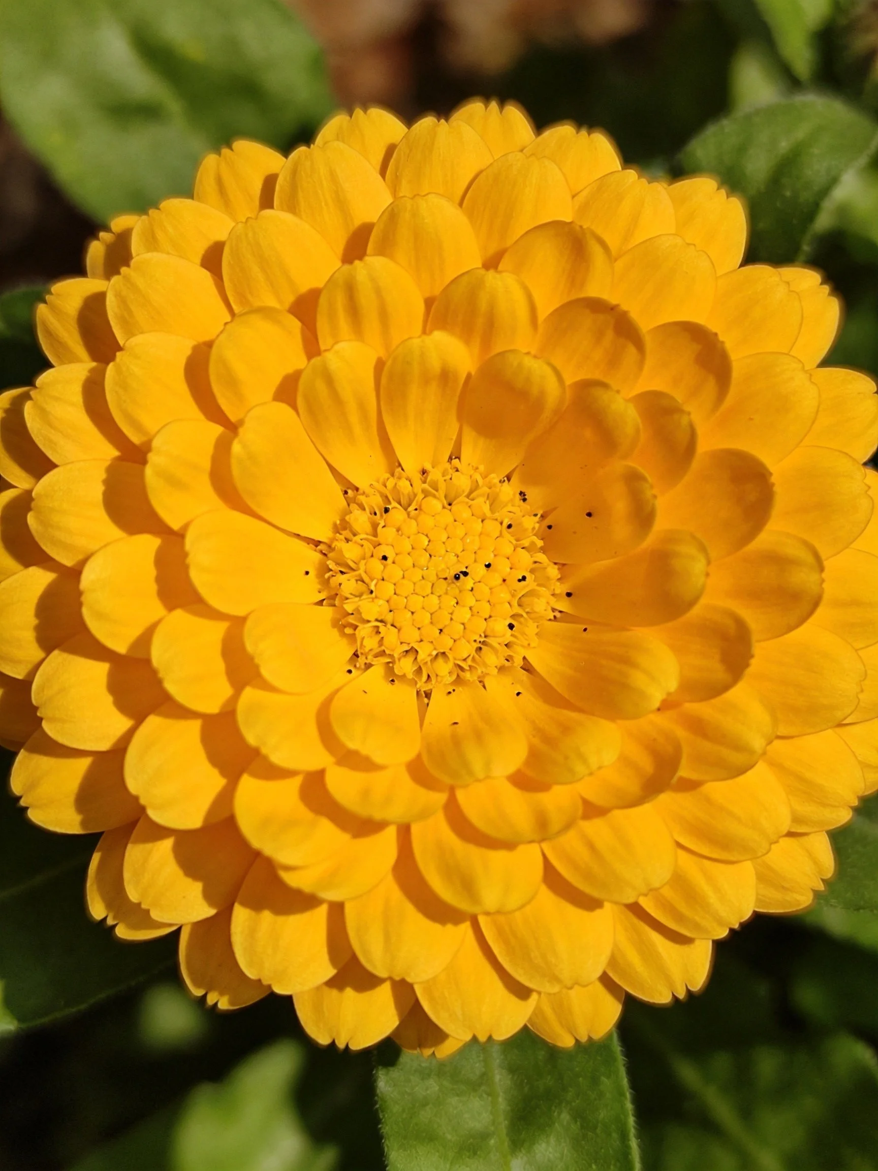 Vibrant yellow flower with layered, dense petals