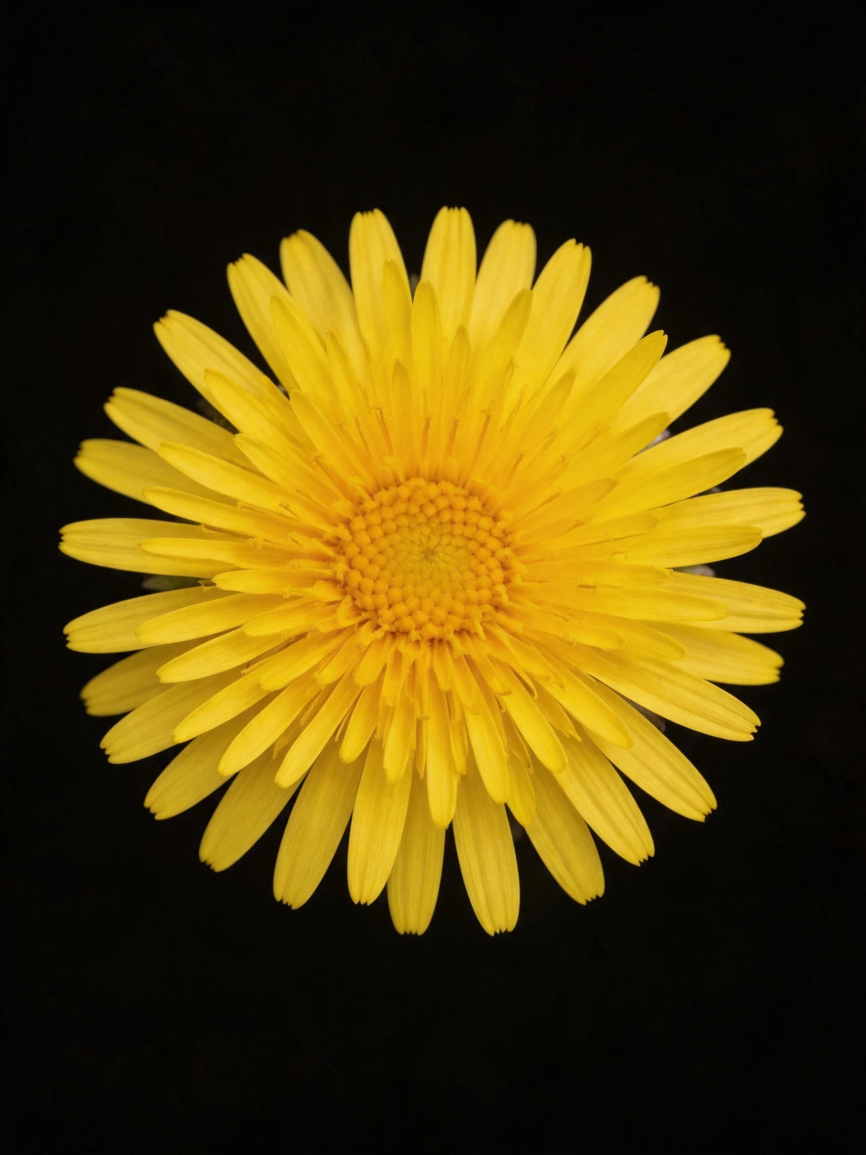 Vibrant yellow flower with layered petals against black background