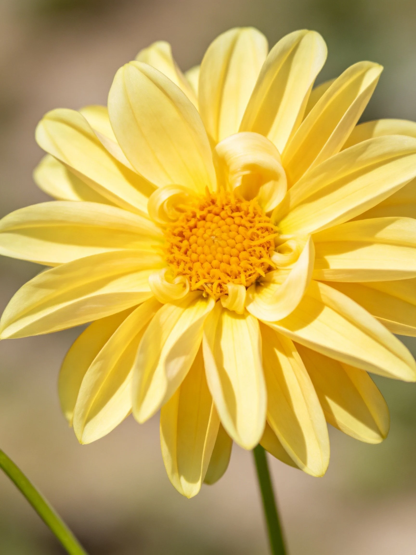 Vibrant yellow flower with layered petals and golden center
