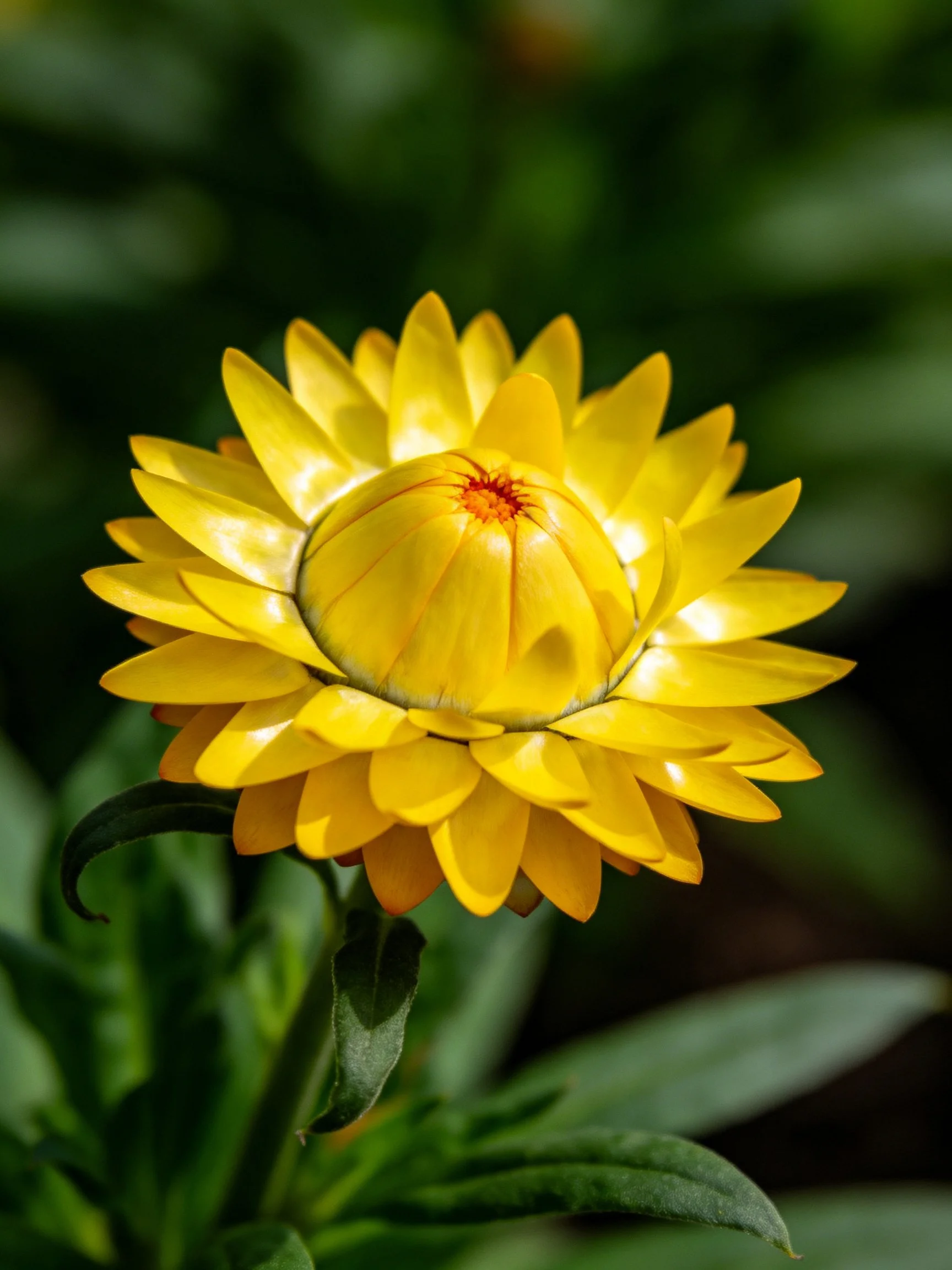 Vibrant yellow flower with layered petals and green foliage