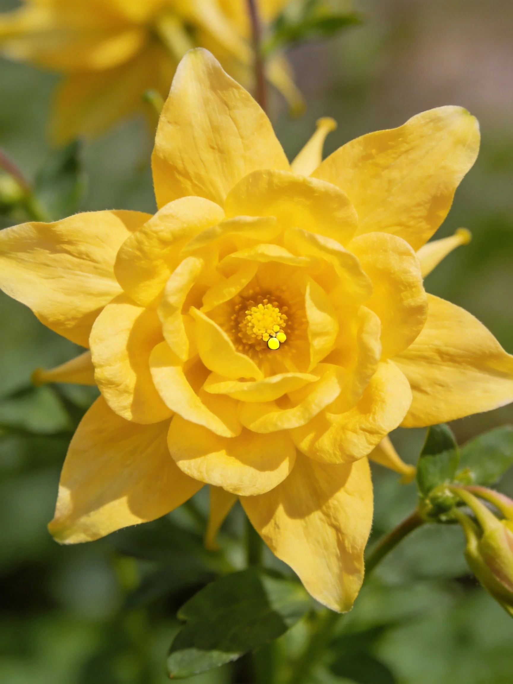 Vibrant yellow flower with layered petals and green surroundings