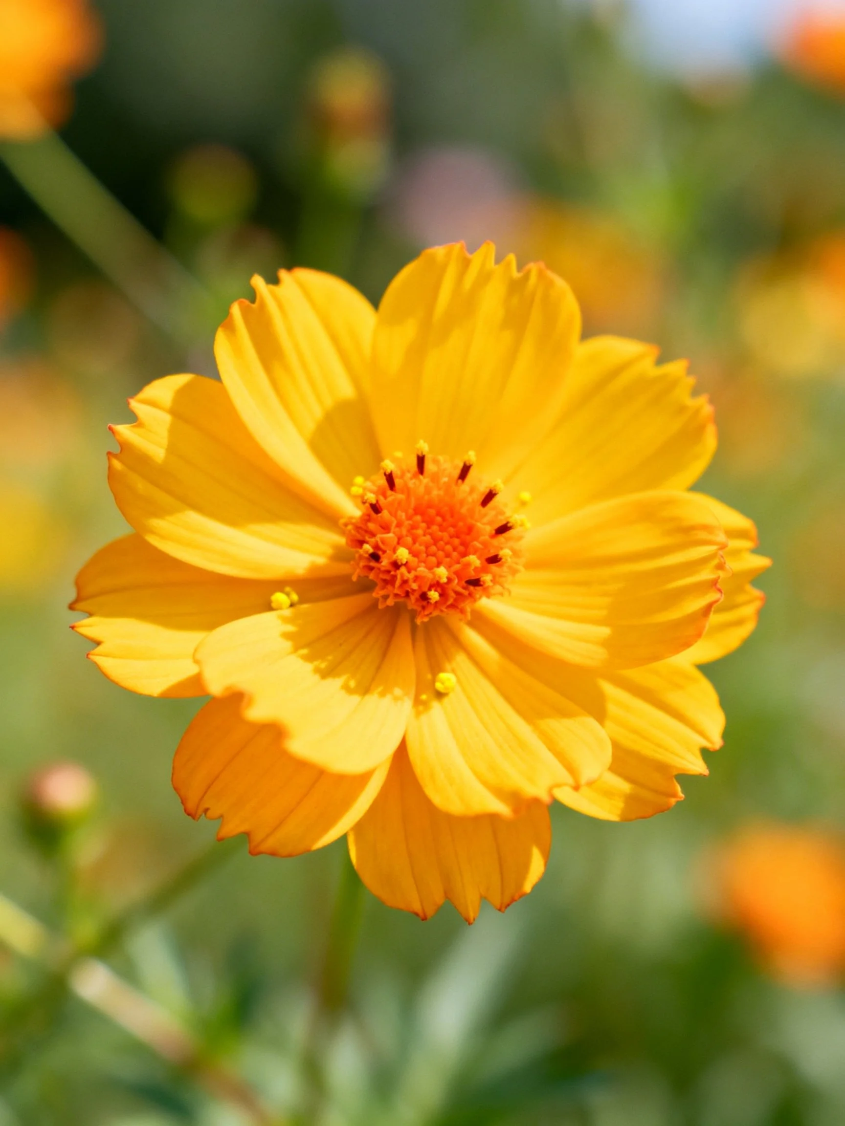 Vibrant yellow flower with orange center amid blurred greenery