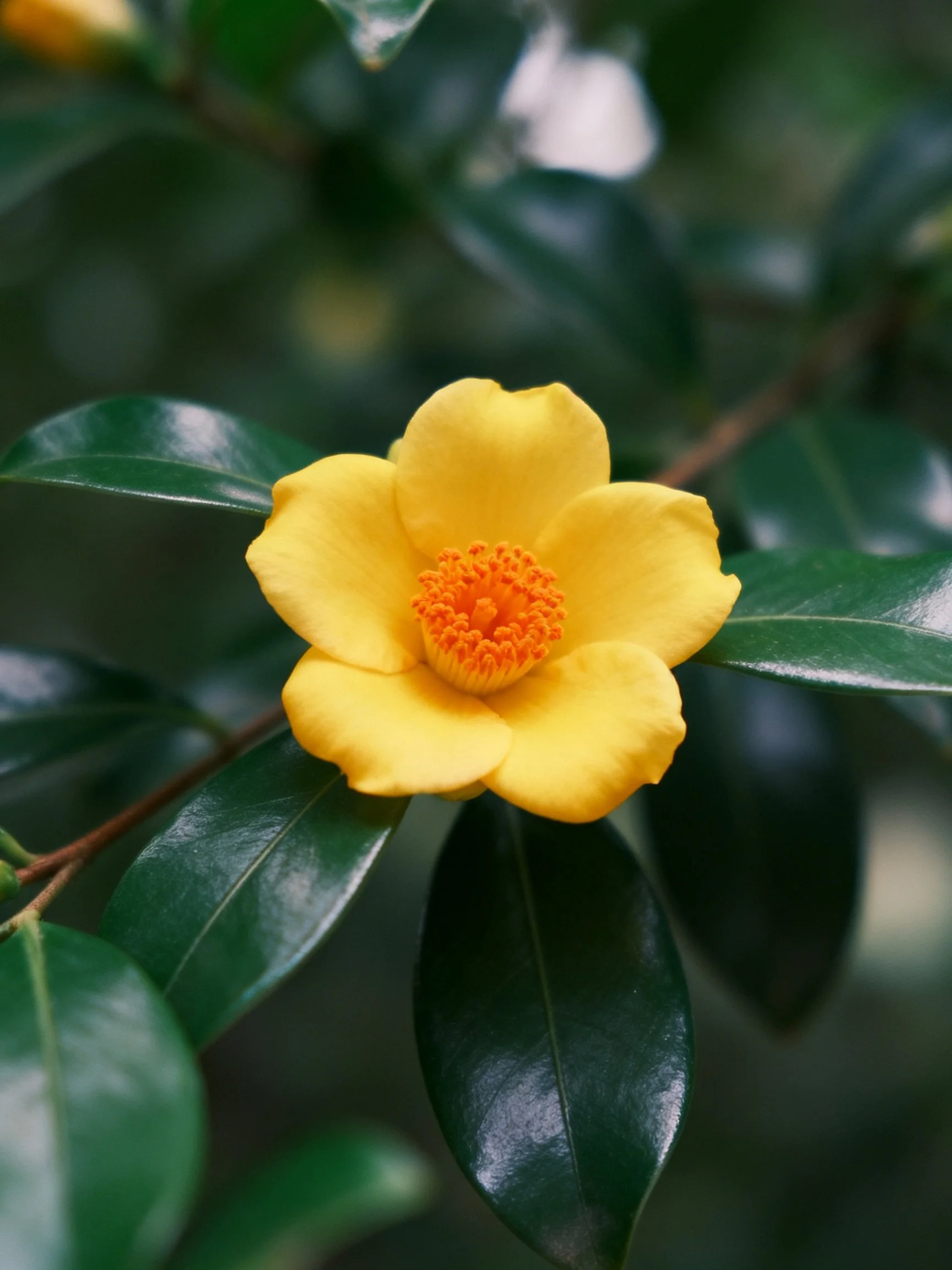 Vibrant yellow flower with orange center amid glossy green foliage