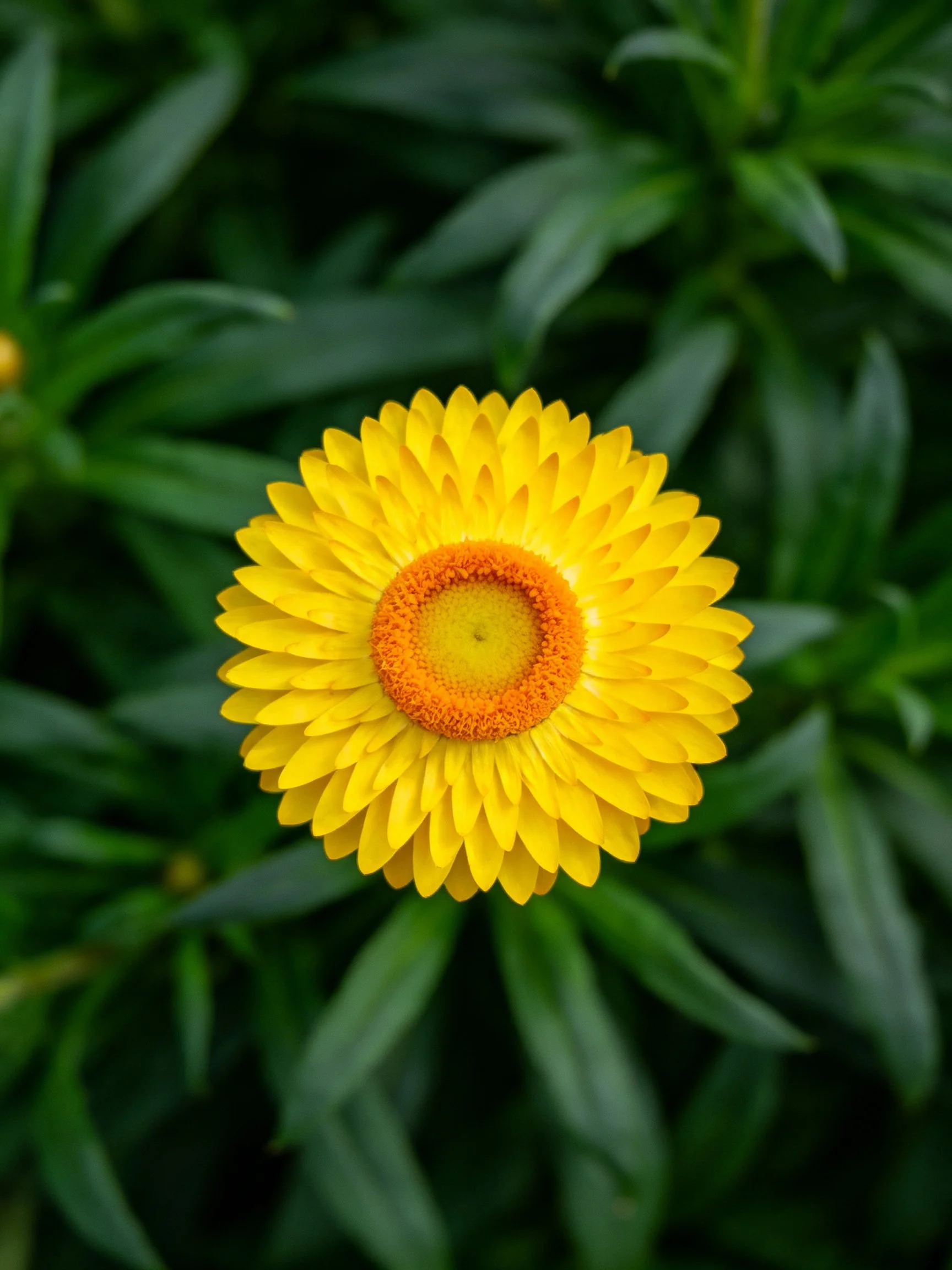 Vibrant yellow flower with orange center amid lush green foliage