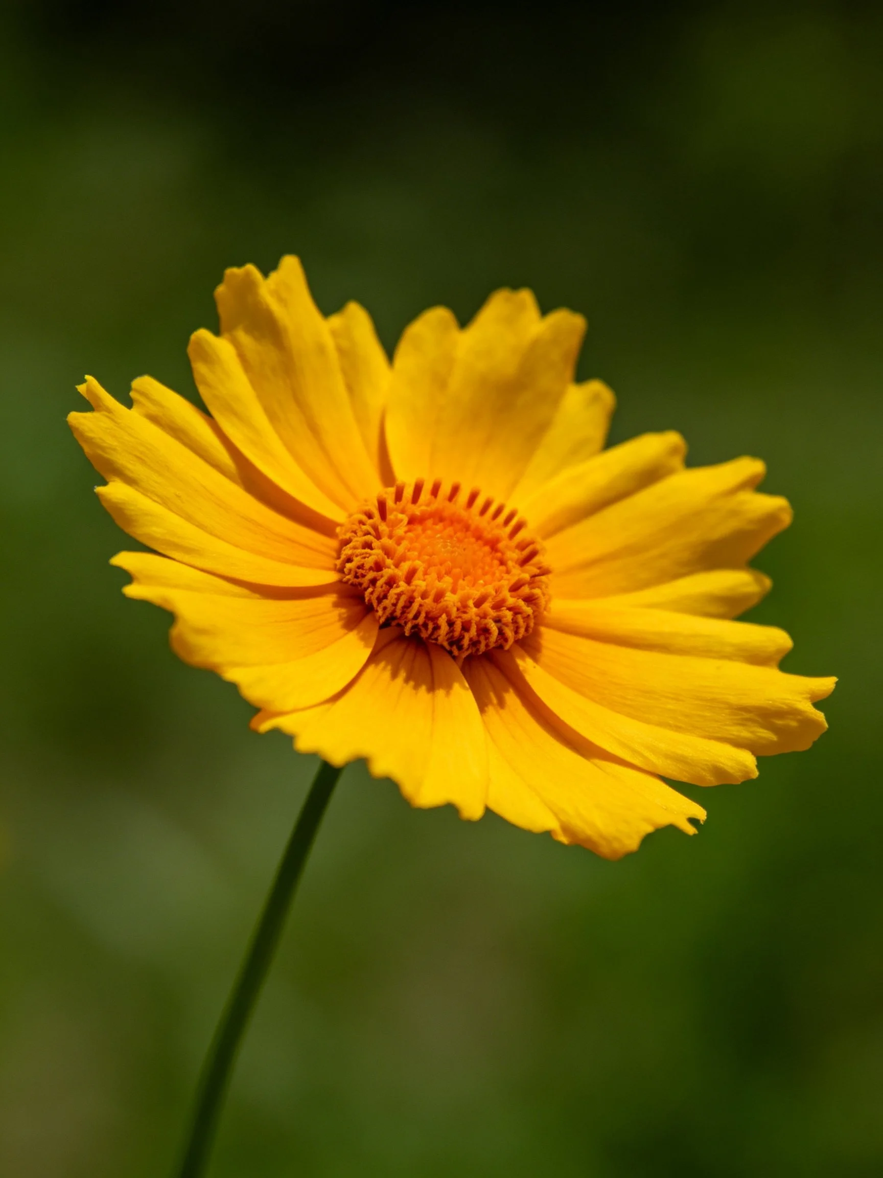 Vibrant yellow flower with orange center and green stem