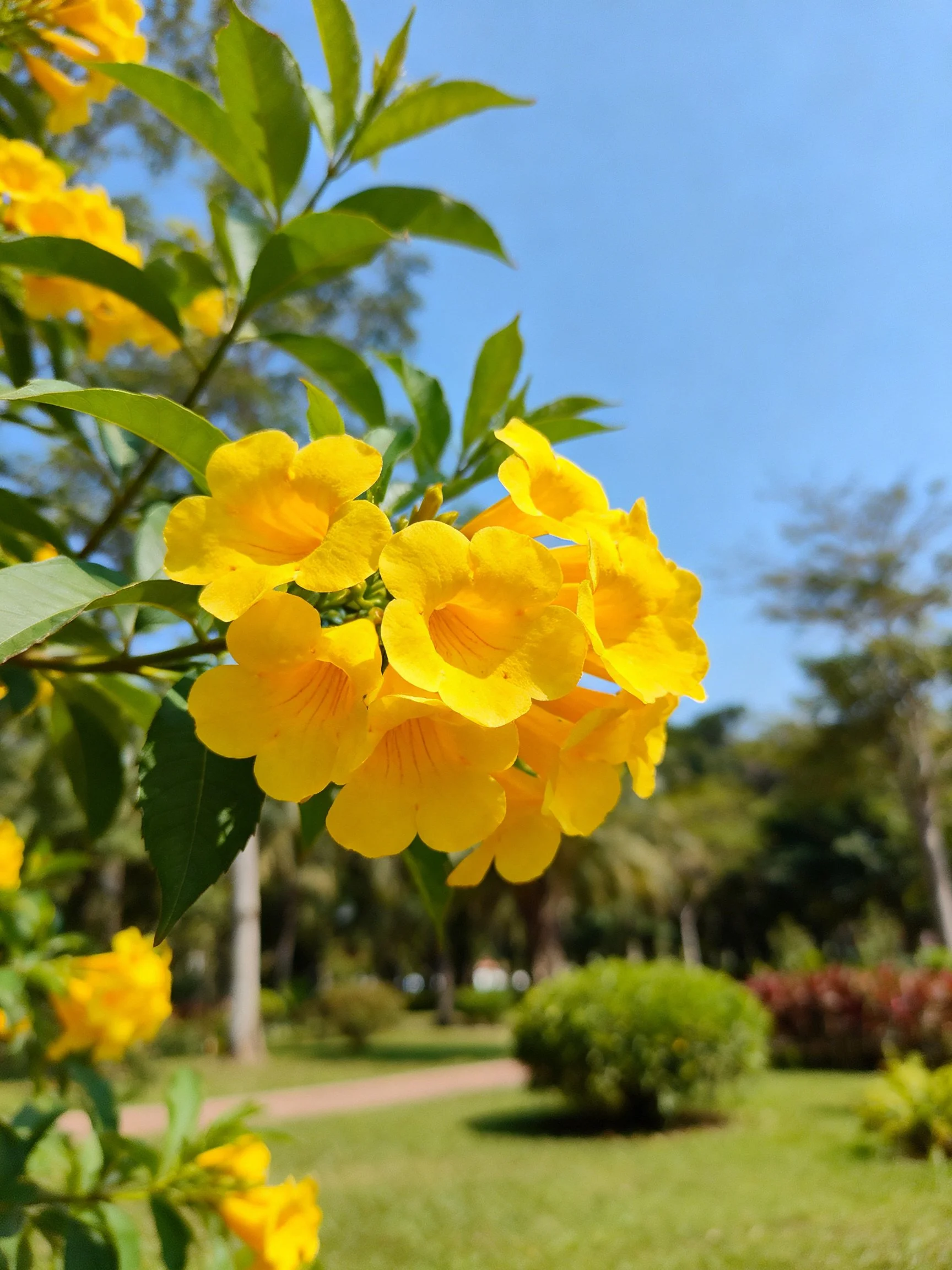 Vibrant yellow flowers bloom among lush green foliage in a sunny park.