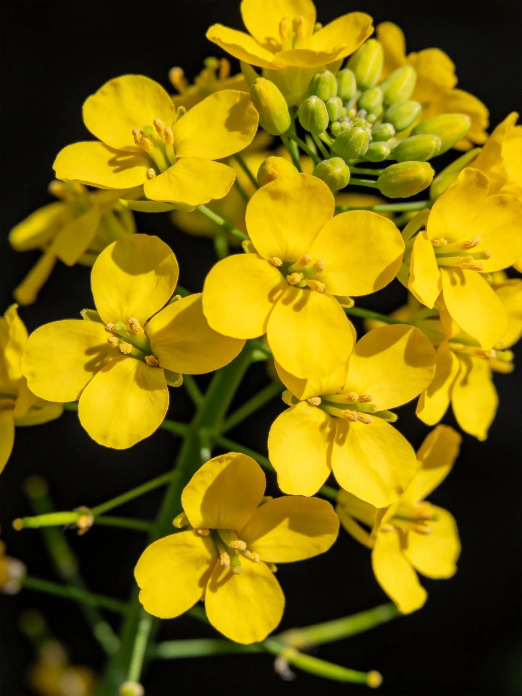 Vibrant yellow flowers cluster densely among green buds on a black background