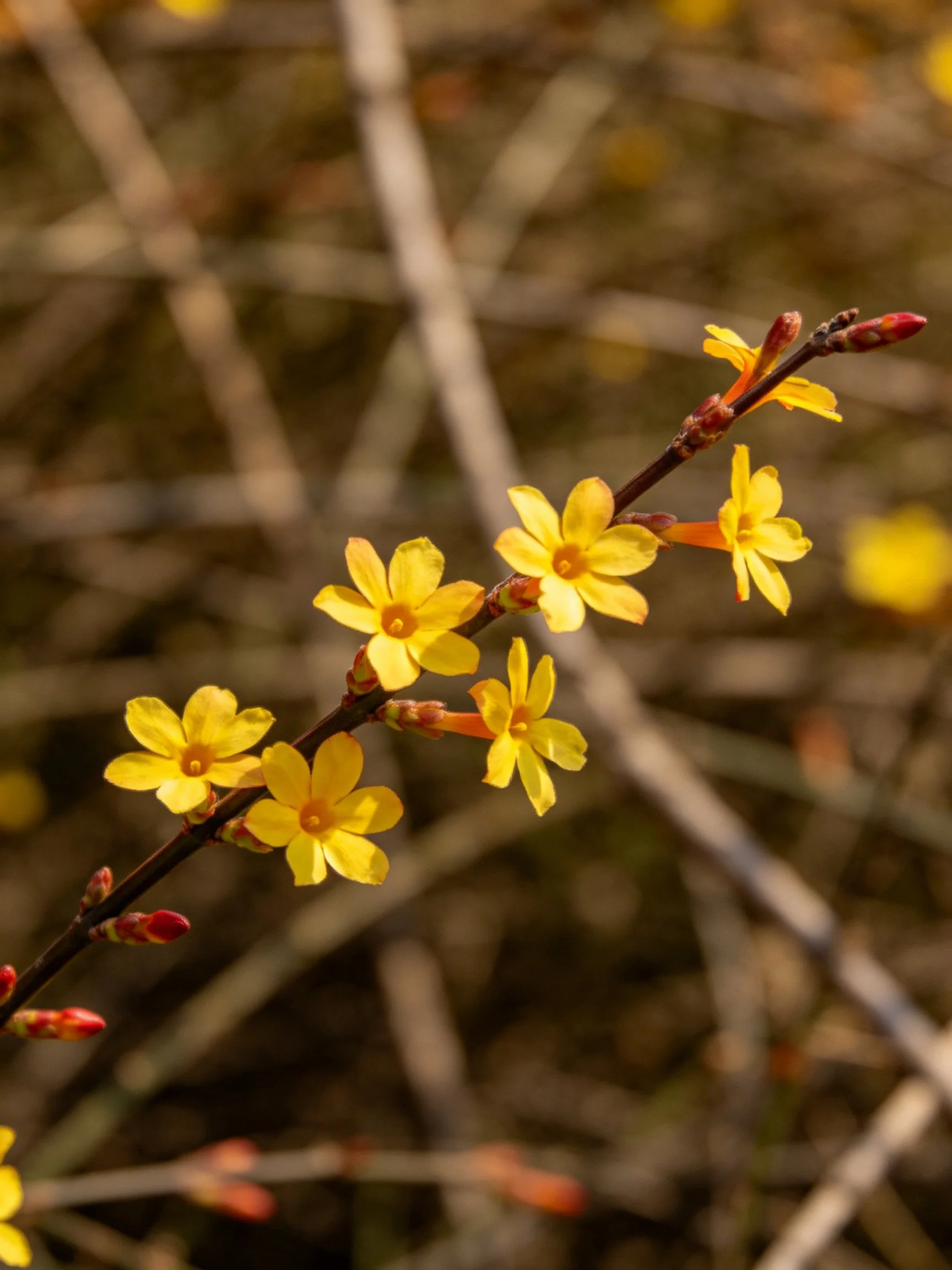 Vibrant yellow flowers cluster on a slender branch with reddish buds