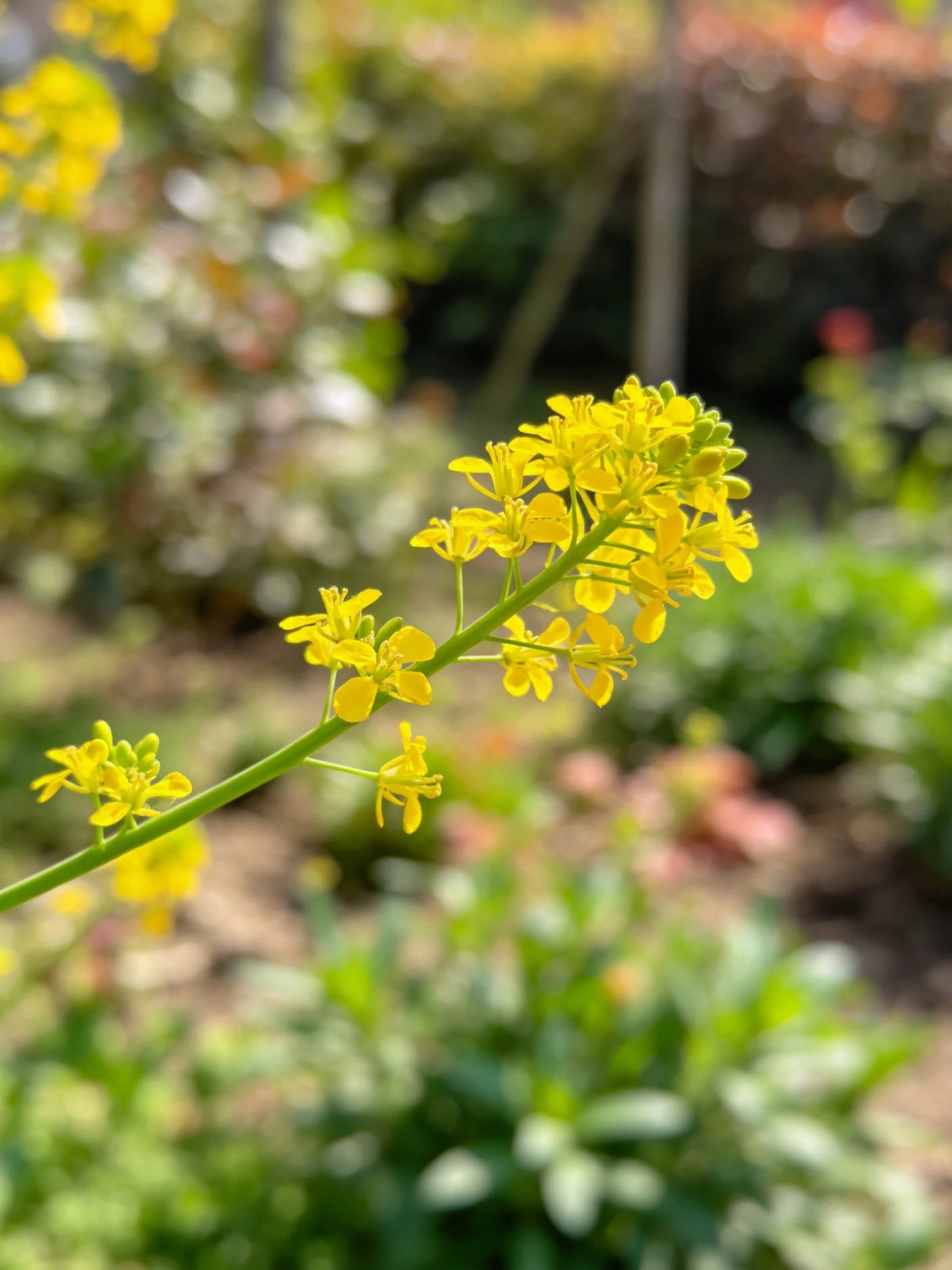 Vibrant yellow flowers cluster on a slender green stem amid garden foliage.