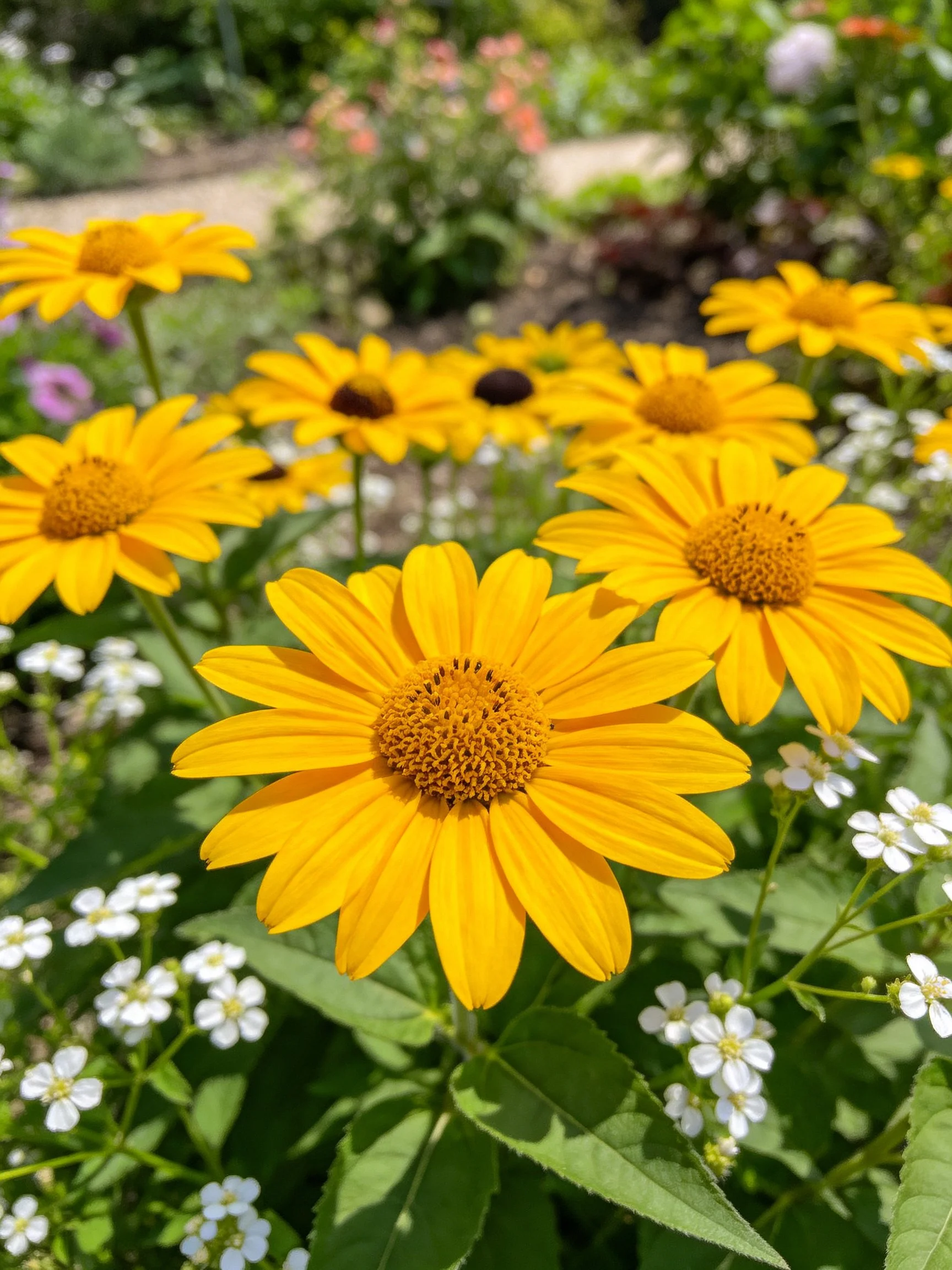 Vibrant yellow flowers cluster with small white blooms in a sunny garden