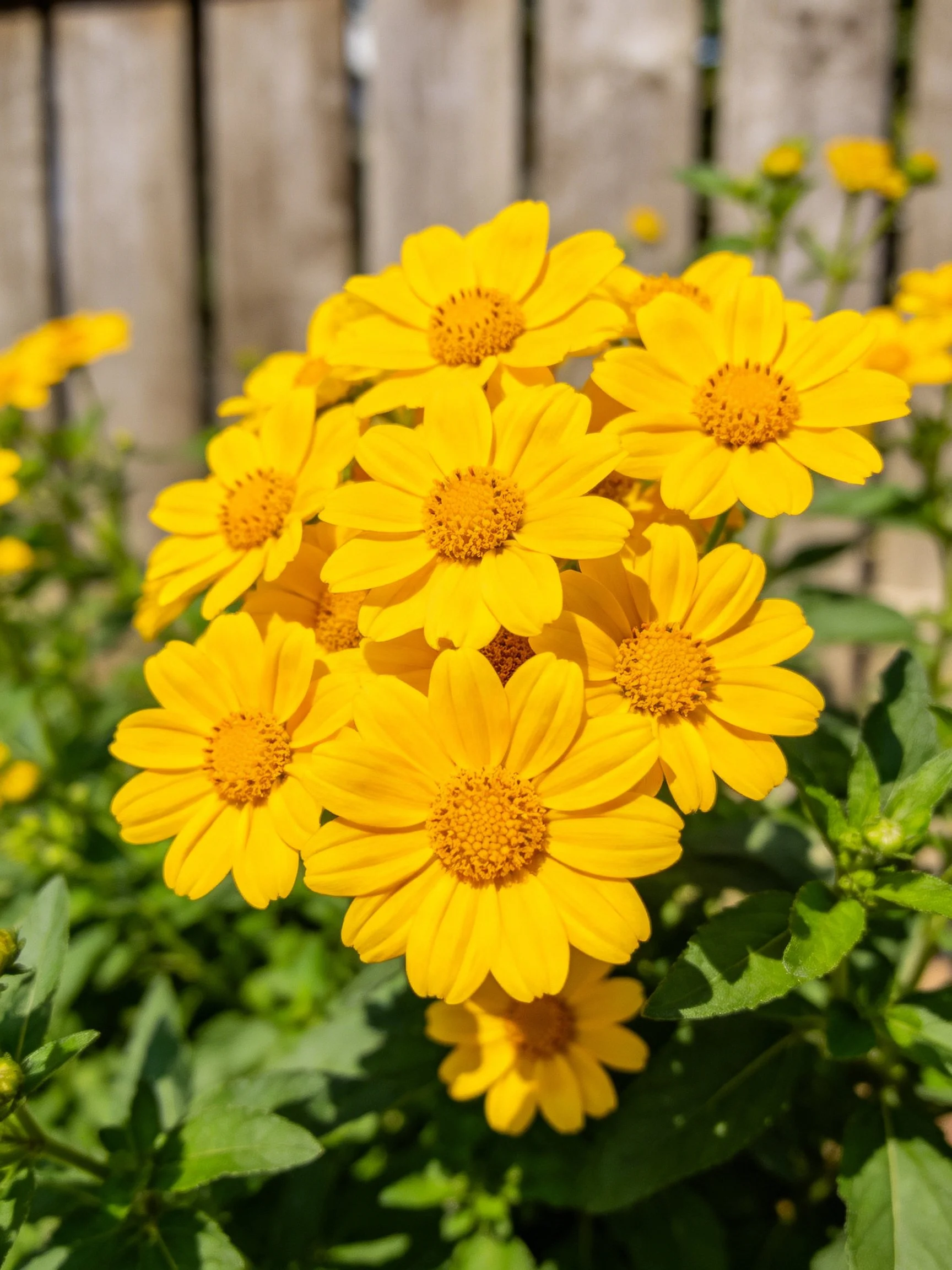 Vibrant yellow flowers clustered near wooden fence