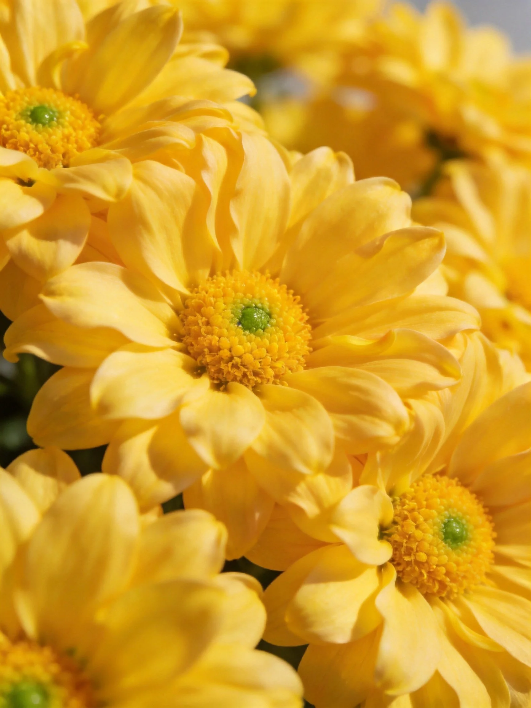 Vibrant yellow flowers densely clustered in bright sunlight