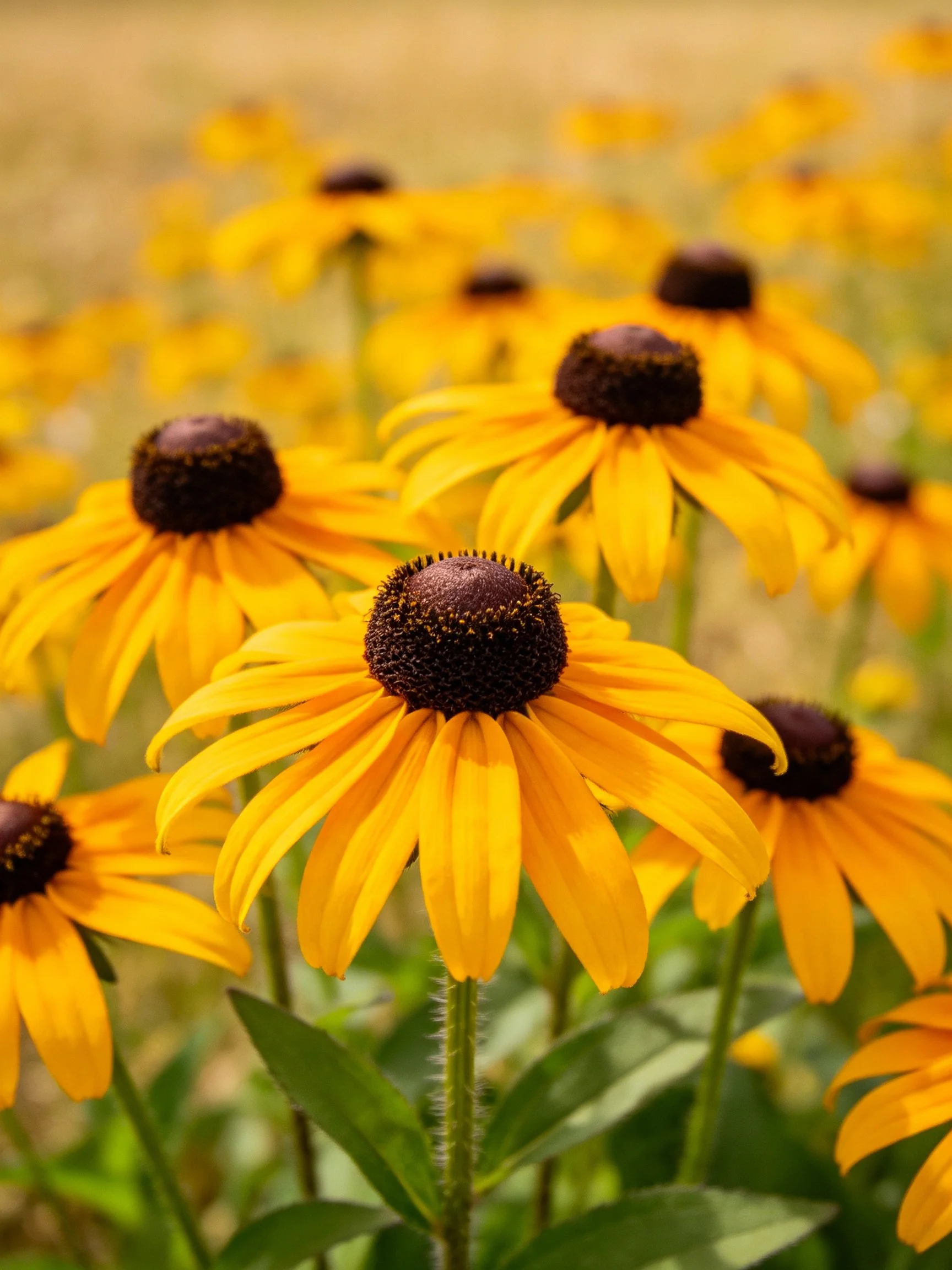 Vibrant yellow flowers with dark centers in a natural field