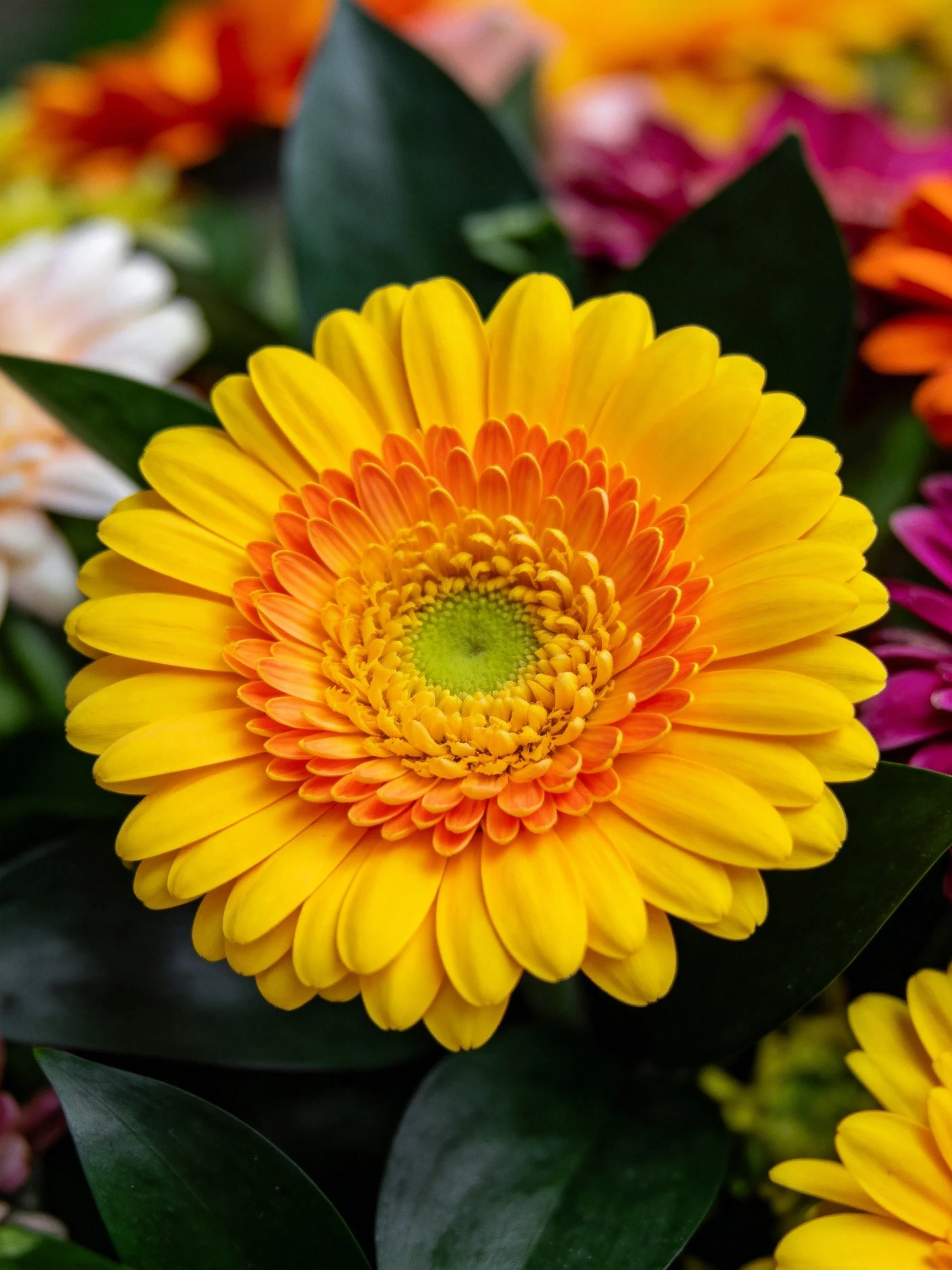 Vibrant yellow gerbera daisy with orange center amid colorful blooms