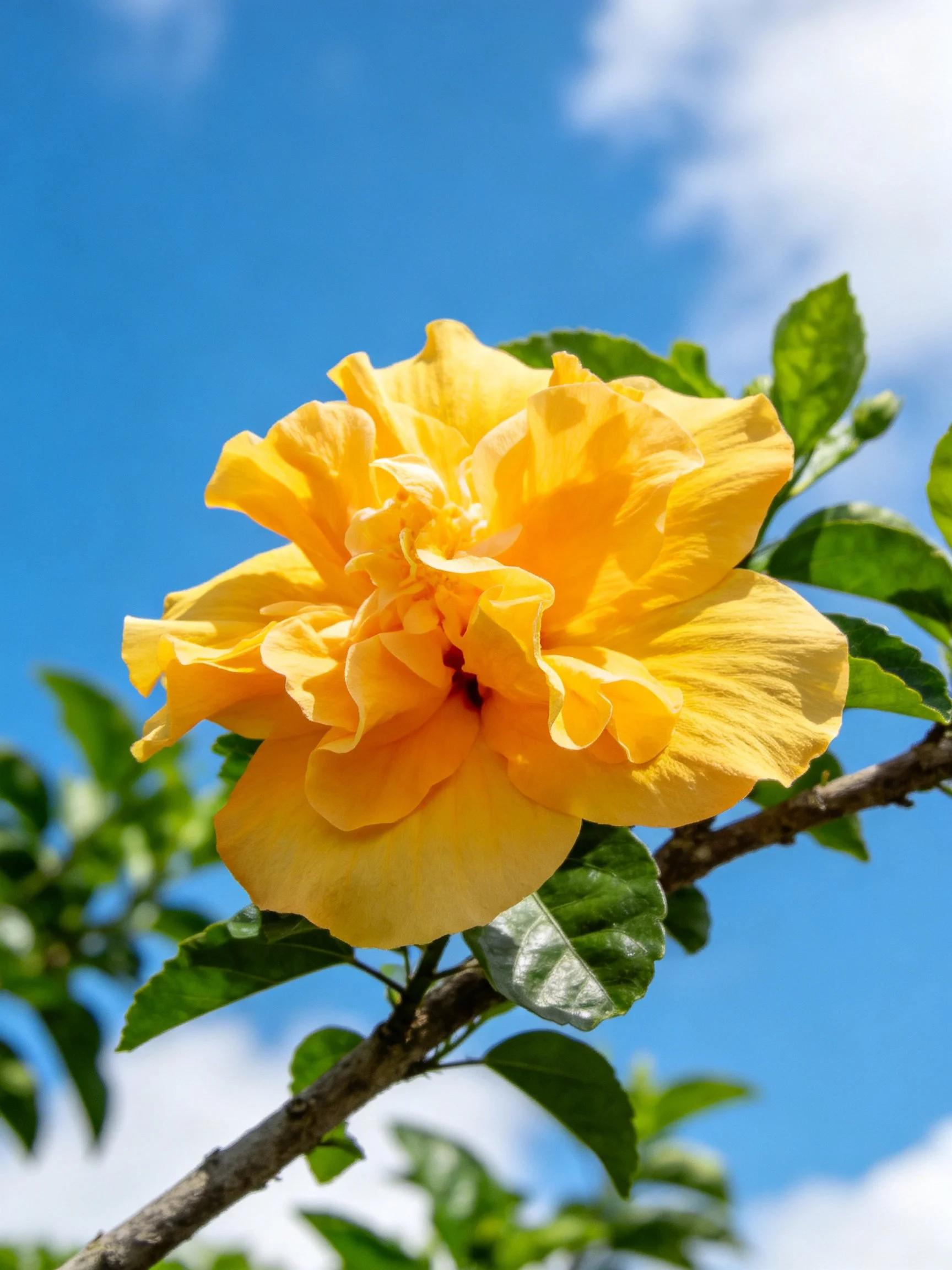 Vibrant yellow hibiscus flower on a branch with green leaves