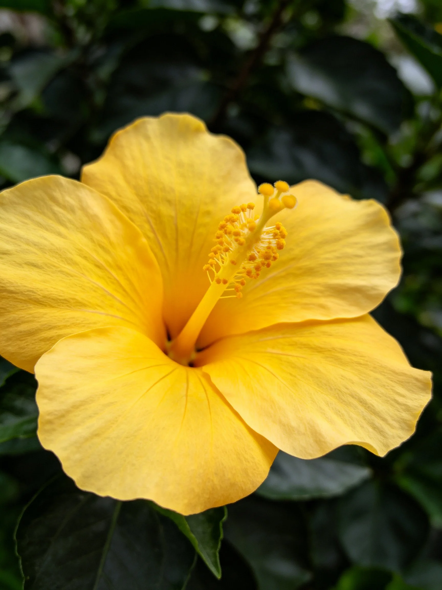 Vibrant yellow hibiscus flower with broad petals