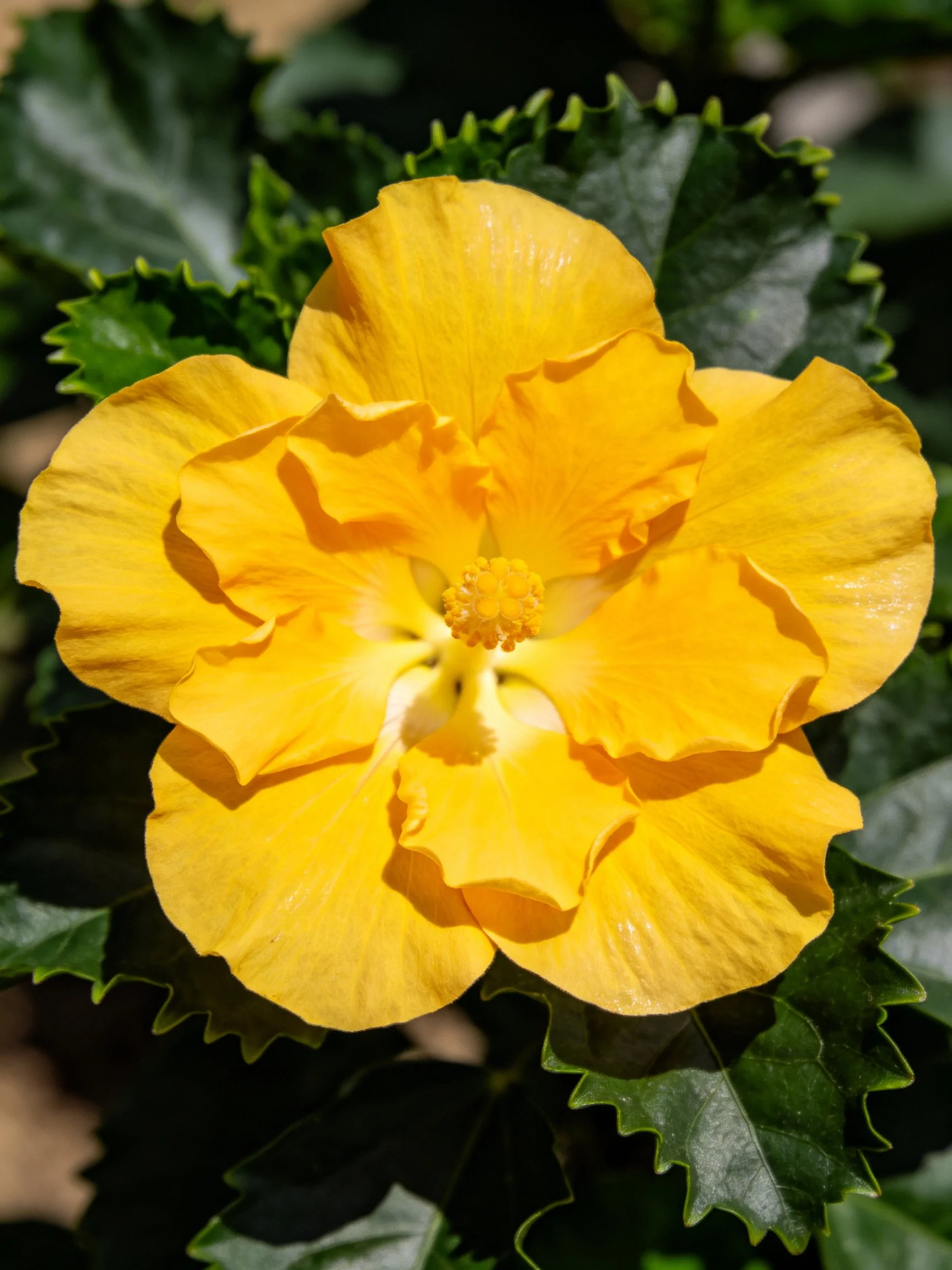 Vibrant yellow hibiscus flower with dark green foliage