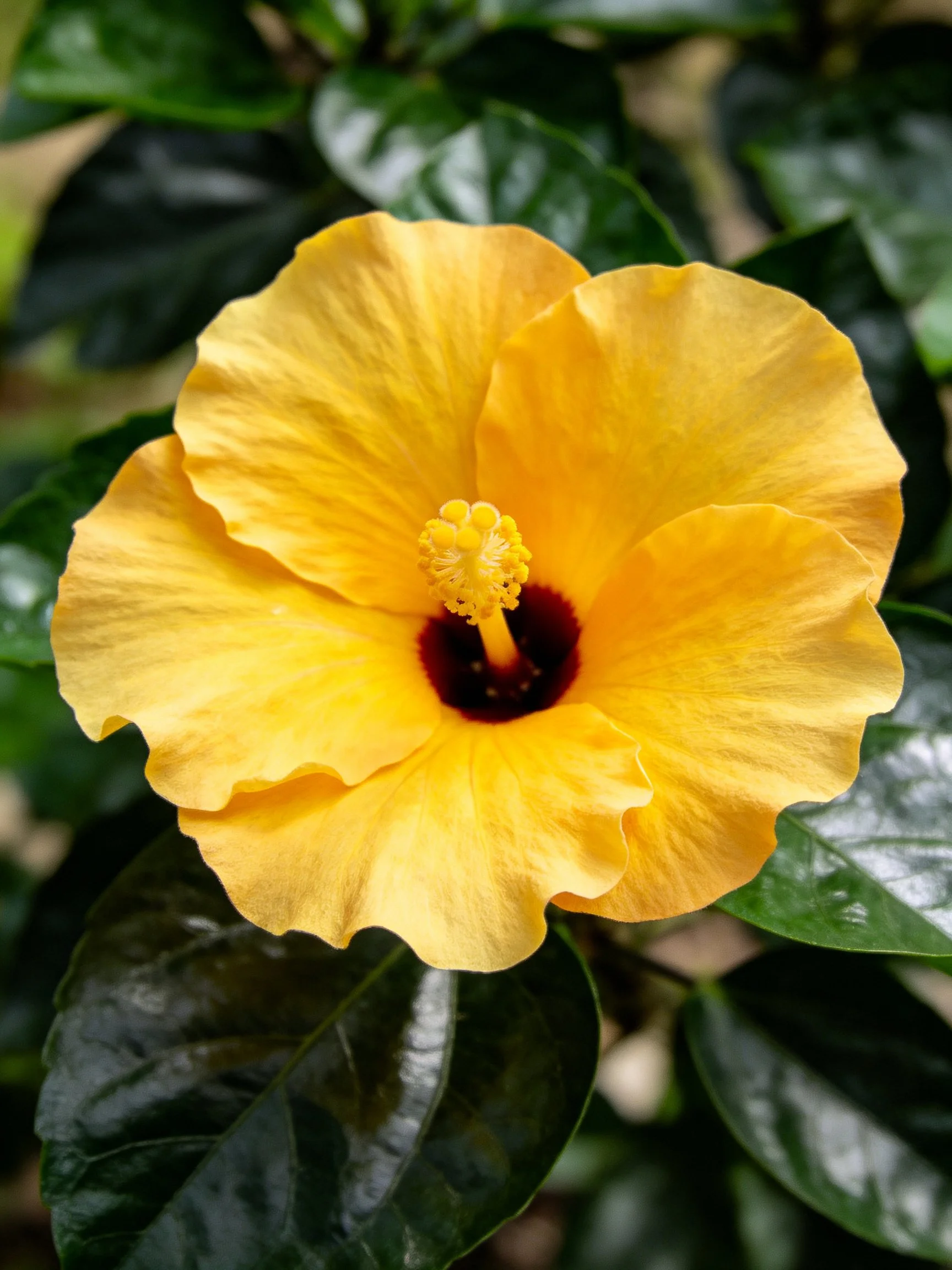 Vibrant yellow hibiscus flower with dark green foliage