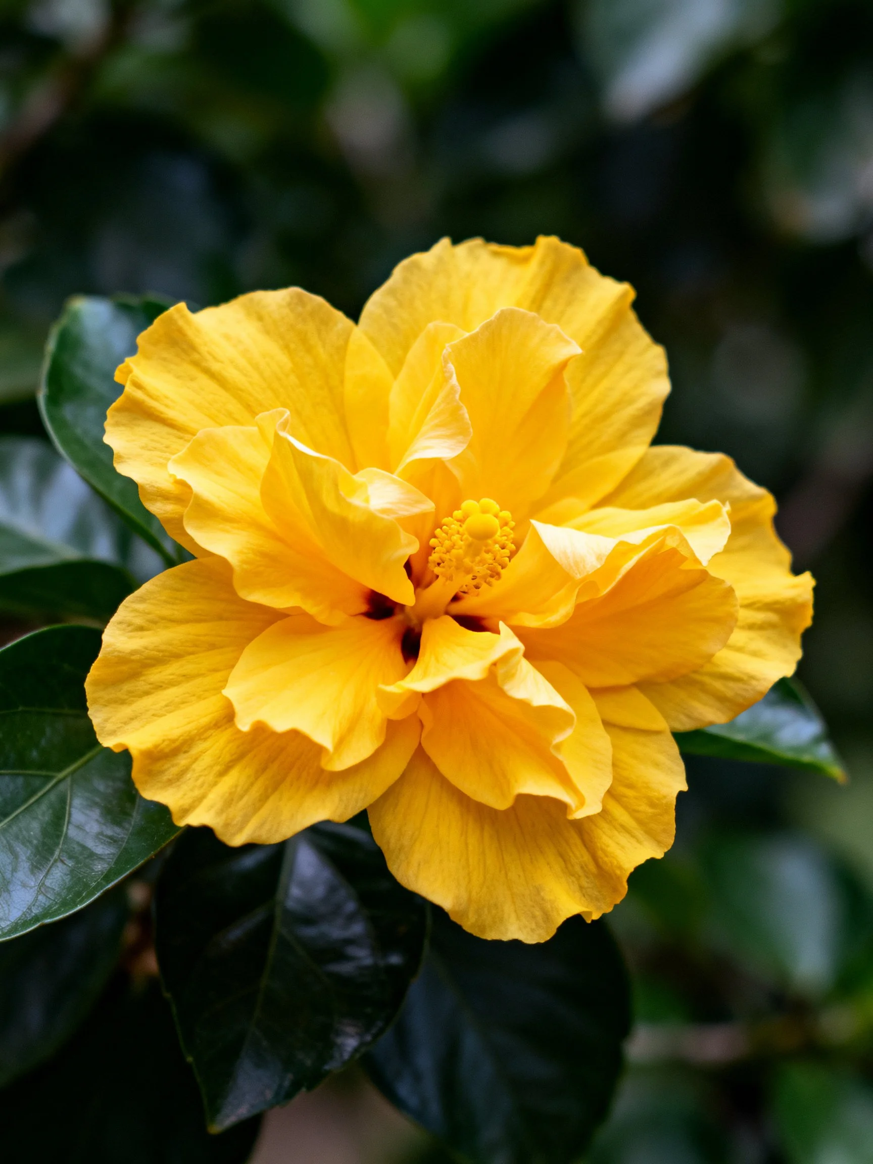 Vibrant yellow hibiscus flower with dark green foliage
