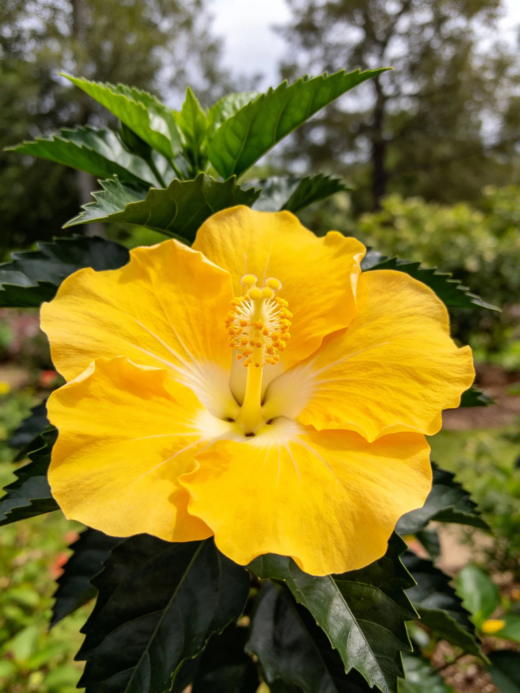 Vibrant yellow hibiscus flower with glossy green leaves