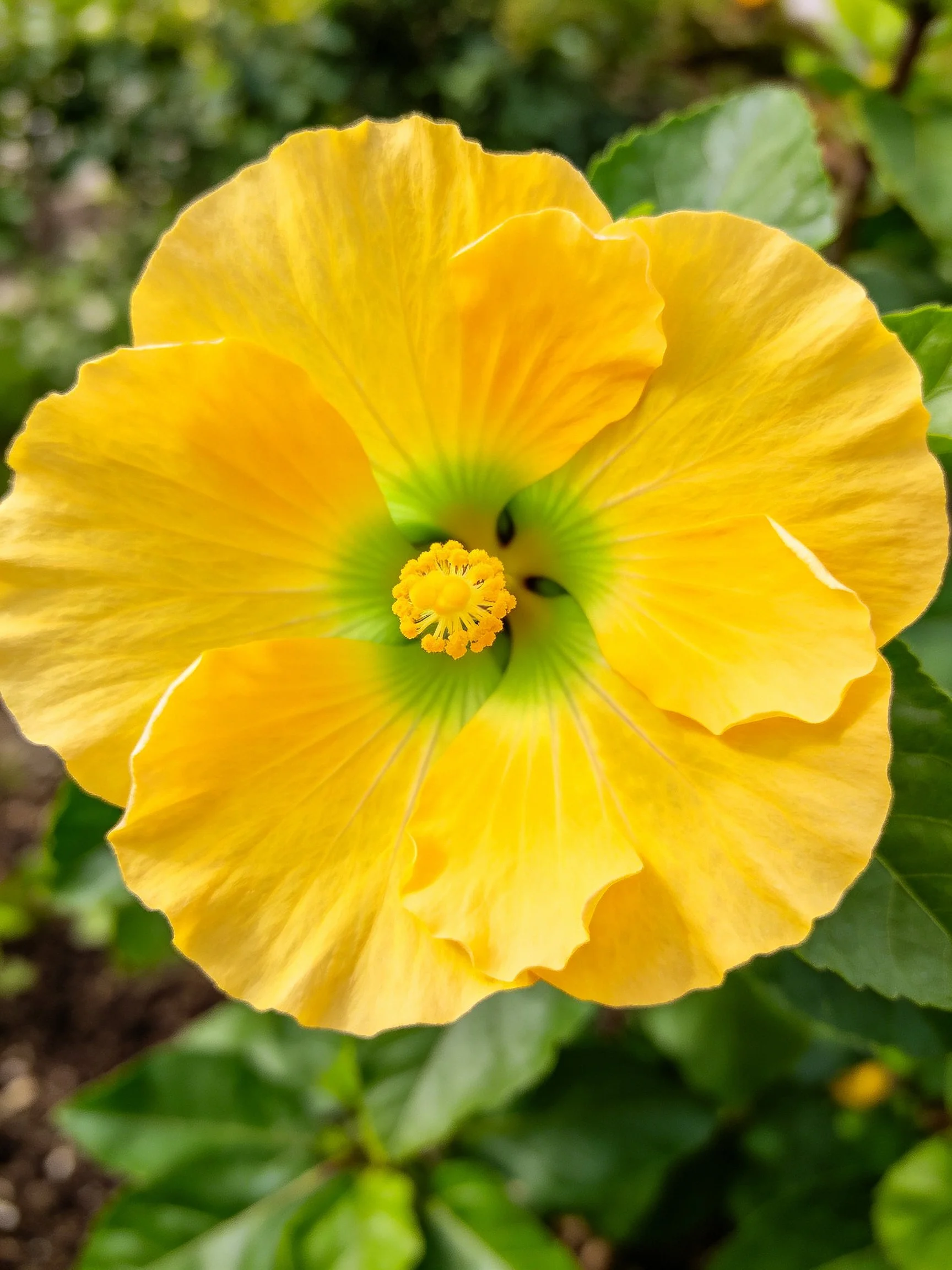 Vibrant yellow hibiscus flower with green center