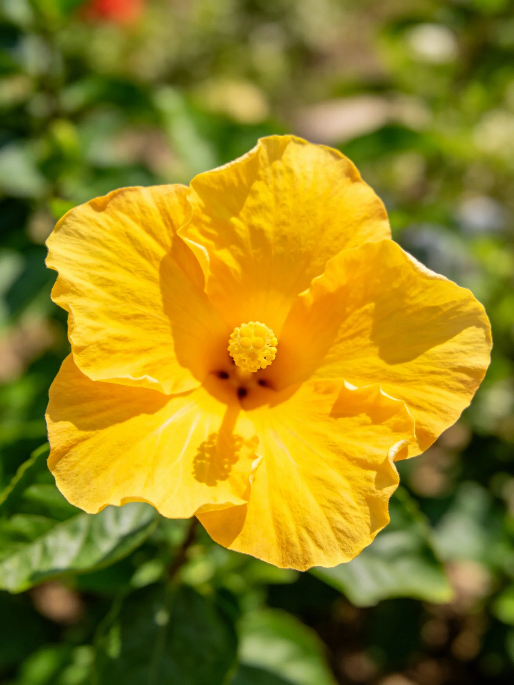 Vibrant yellow hibiscus flower with lush green foliage