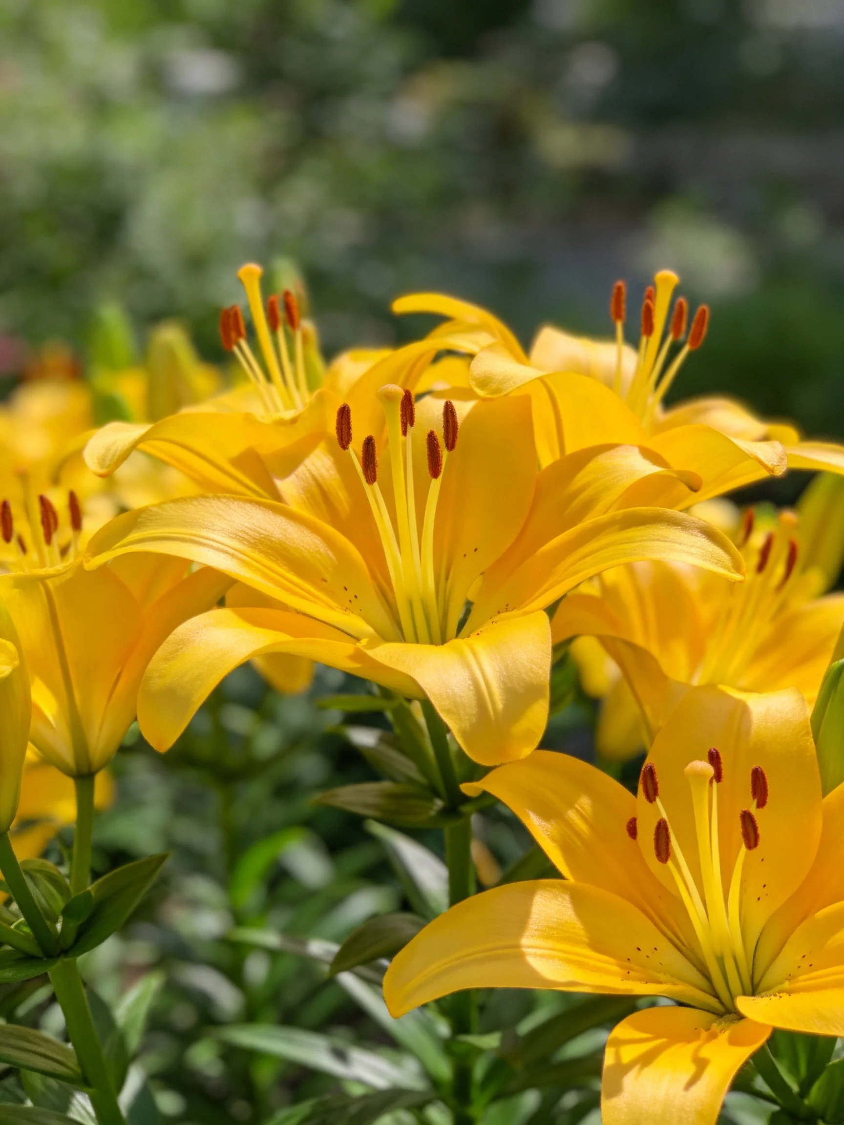 Vibrant yellow lilies blooming densely in a sunlit garden