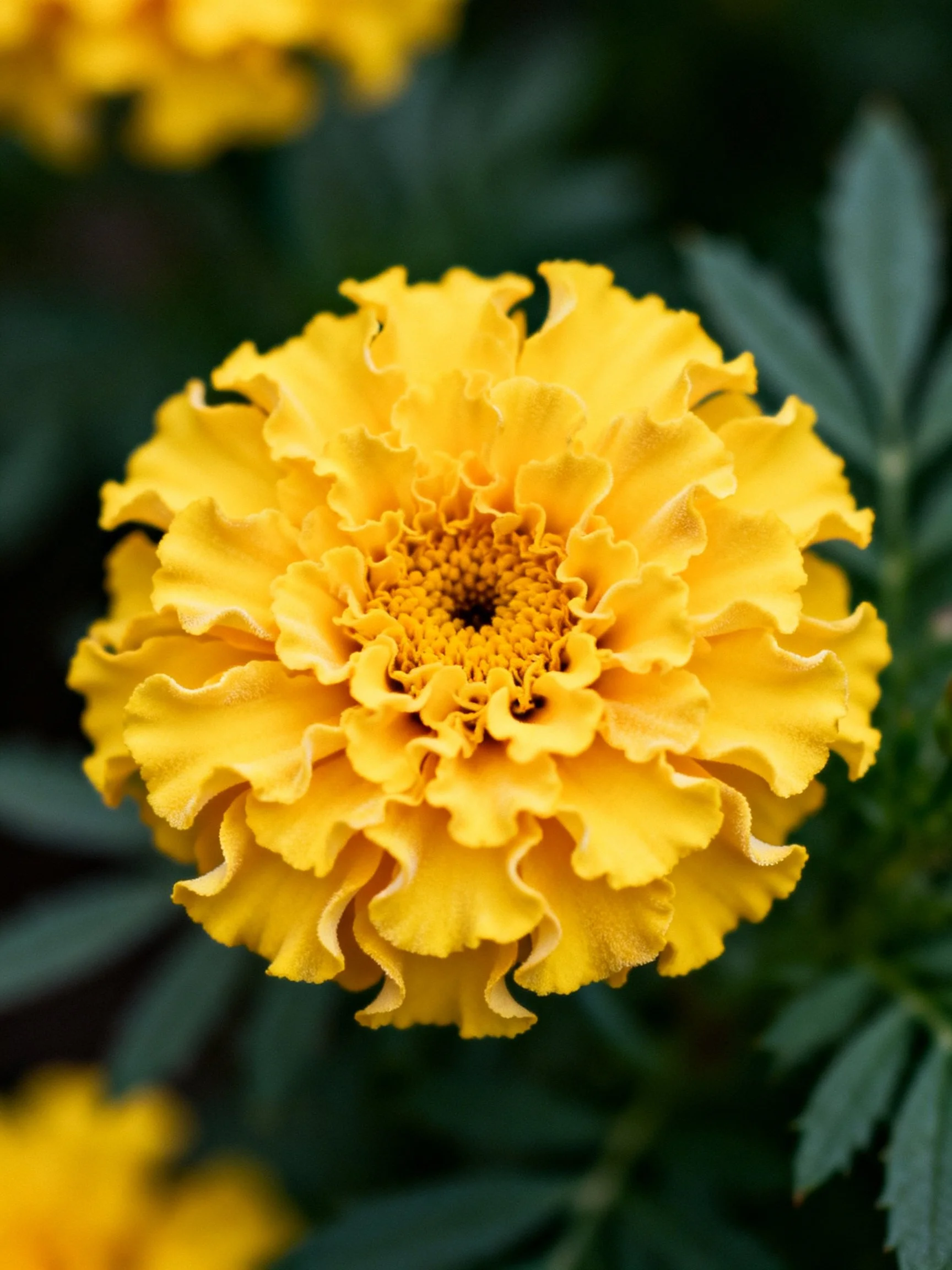 Vibrant yellow marigold with layered petals